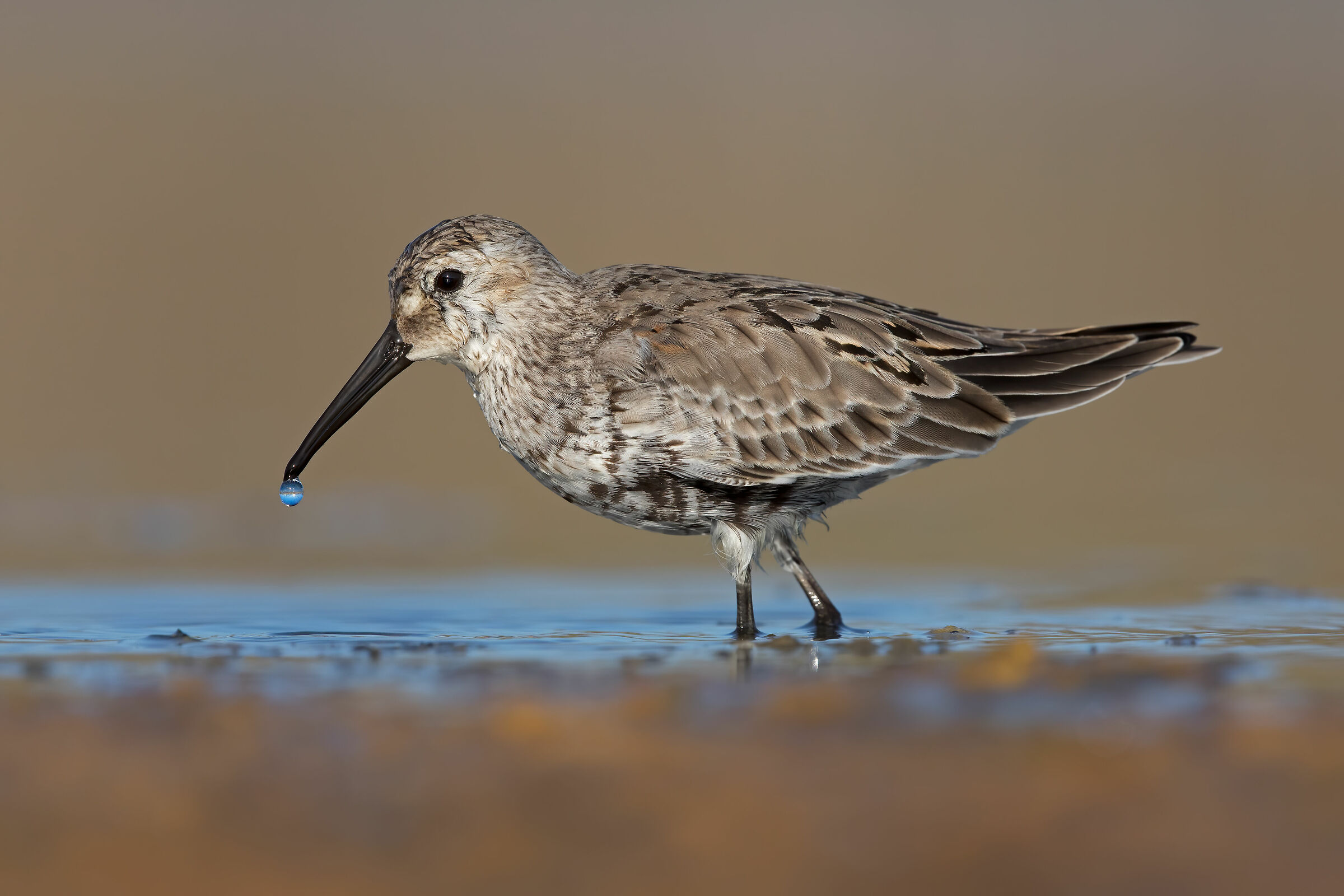 Black-bellied raincoat