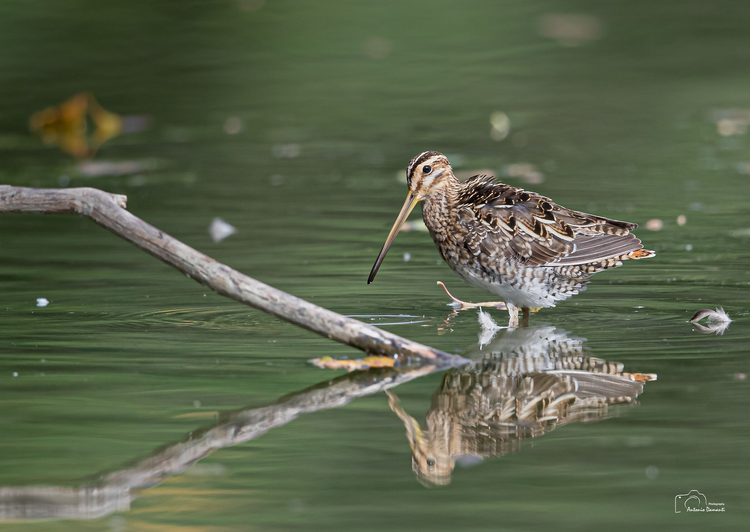 The snipe and the floating feathers