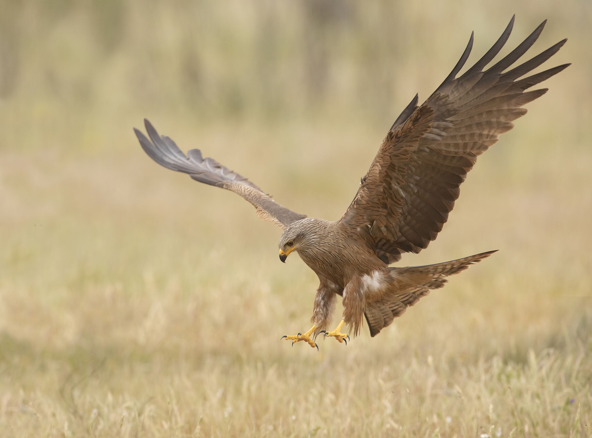 brown kite, paid sheds by Javier Pozo