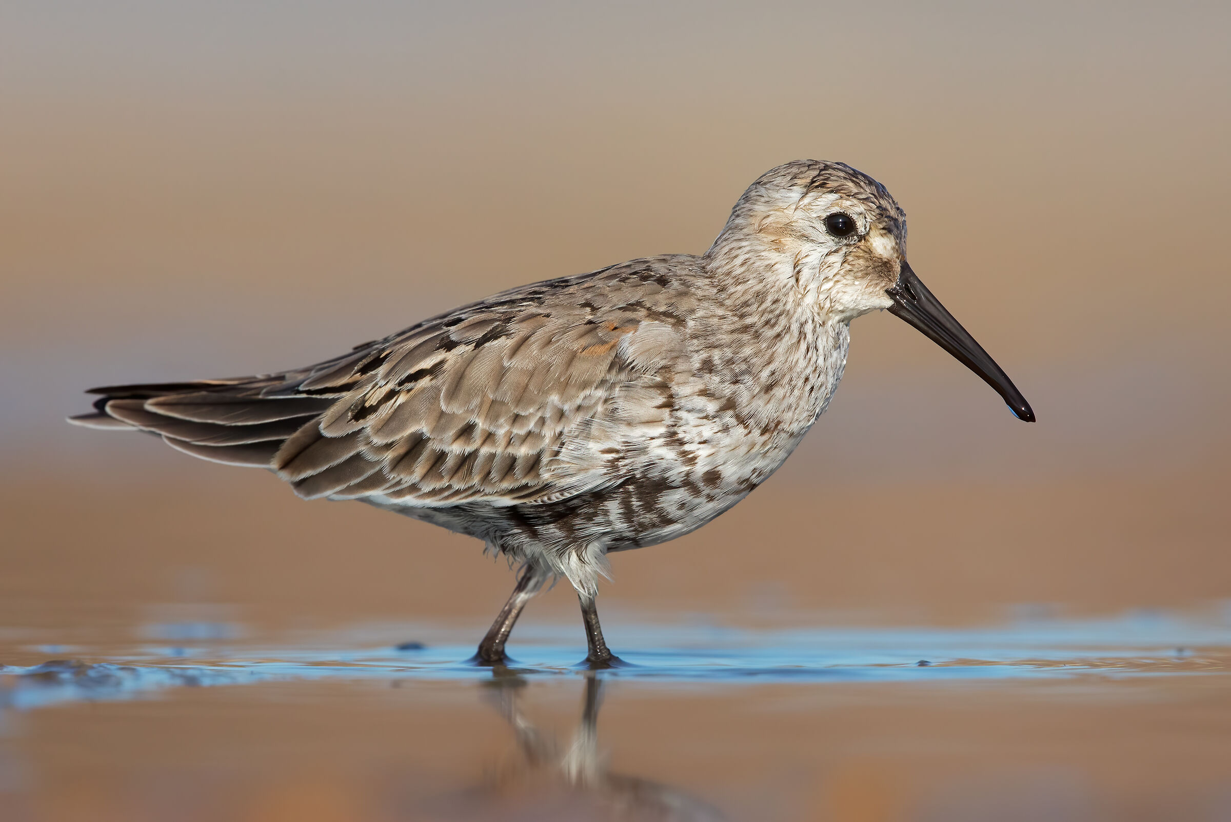 Black-bellied raincoat