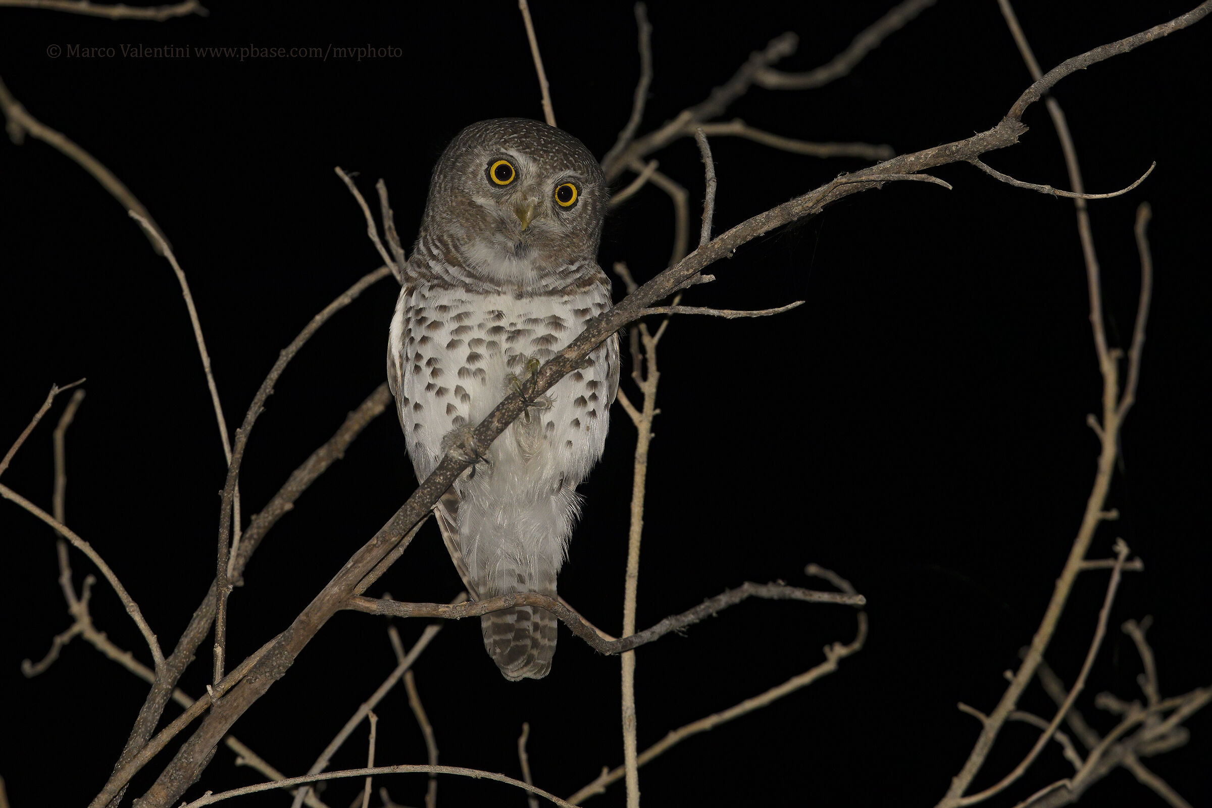 African slashed dwarf owl