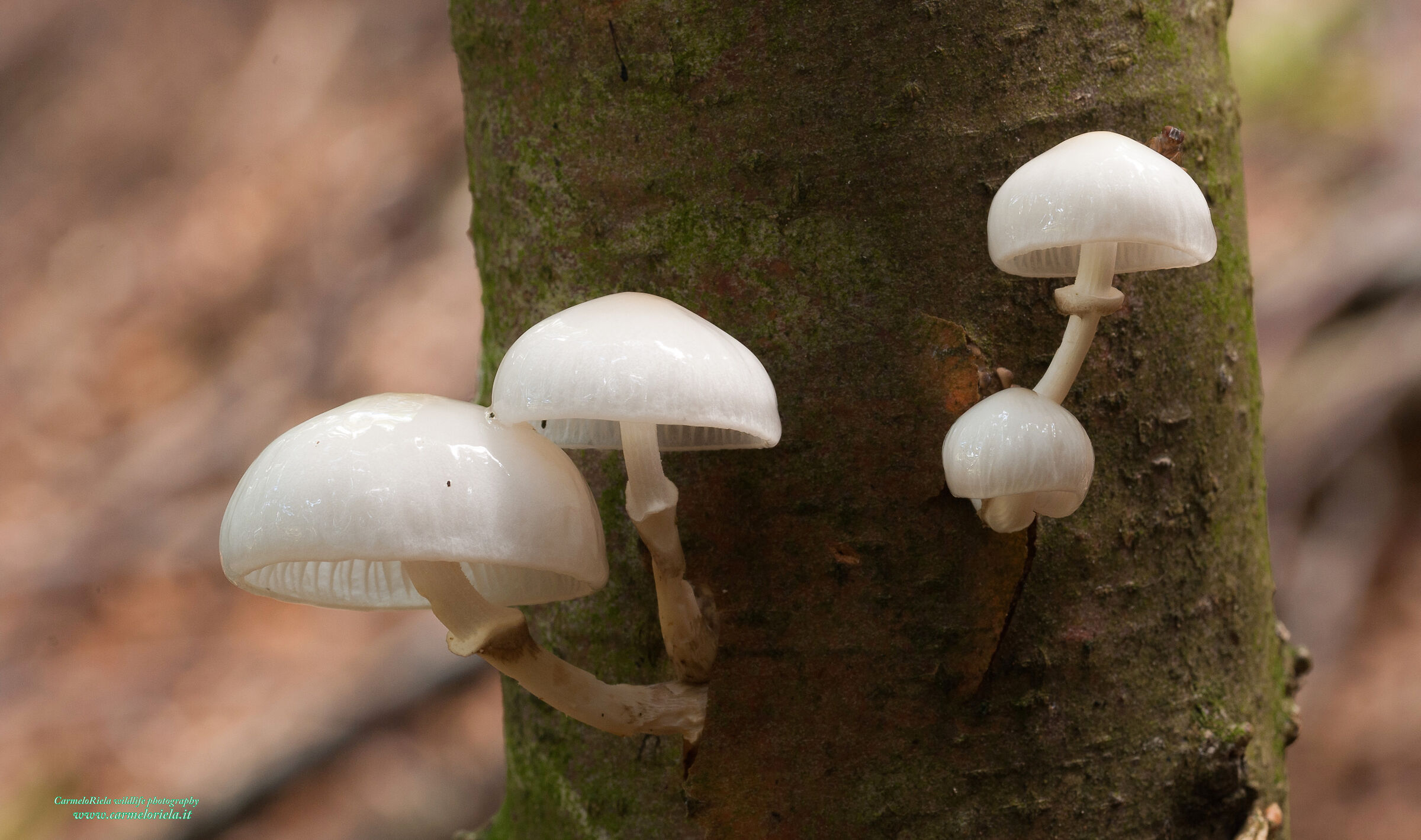 Lepiota Oudemansiella mucida (Schrad.) Höhn. 1910.
