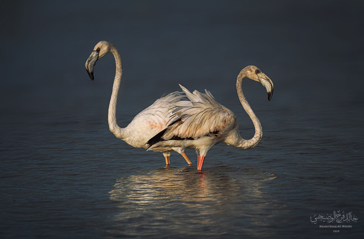Greater flamingo