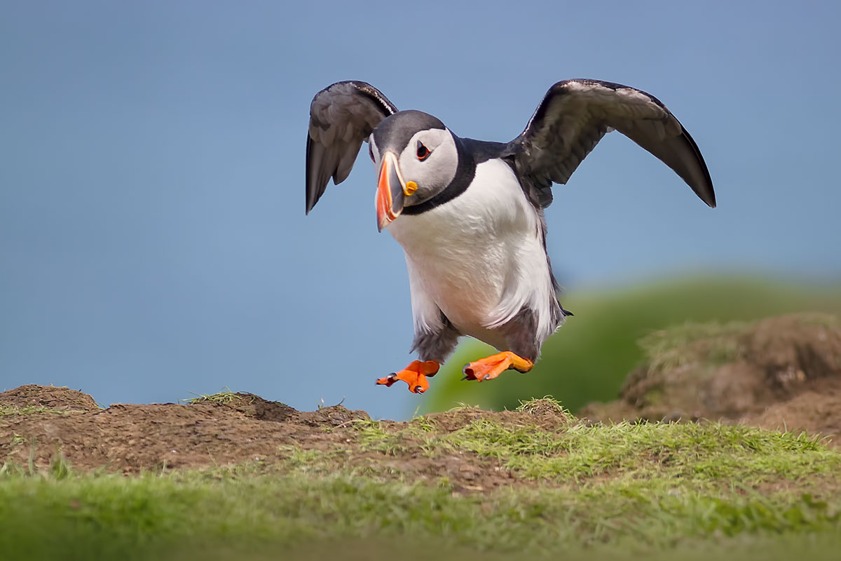 Puffin