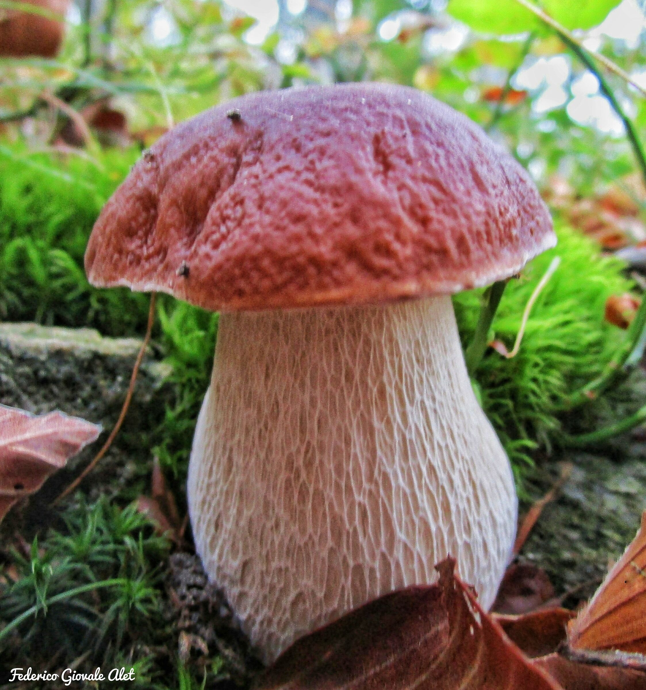 Boletus Edulis
