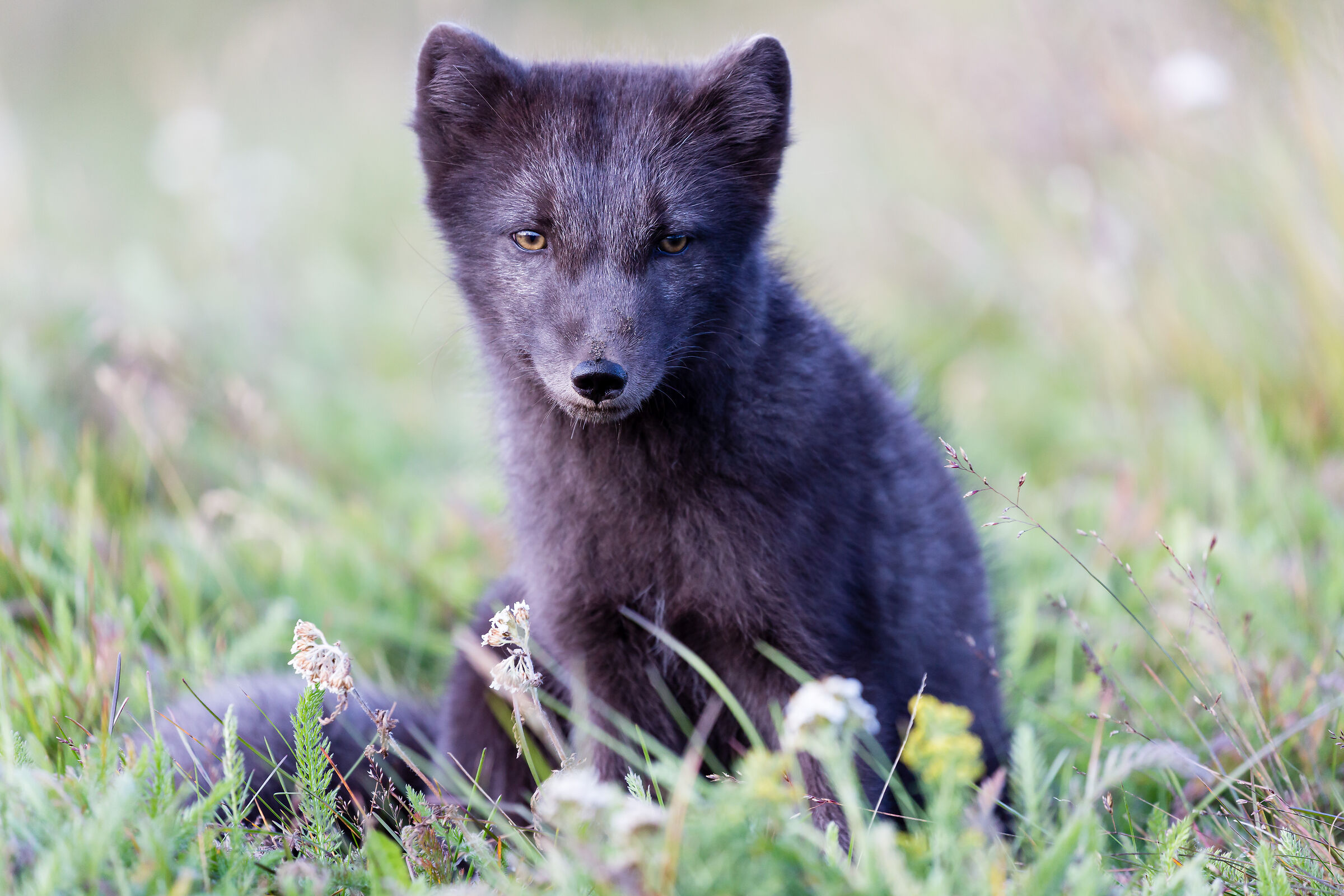 Volpacchiotto artico