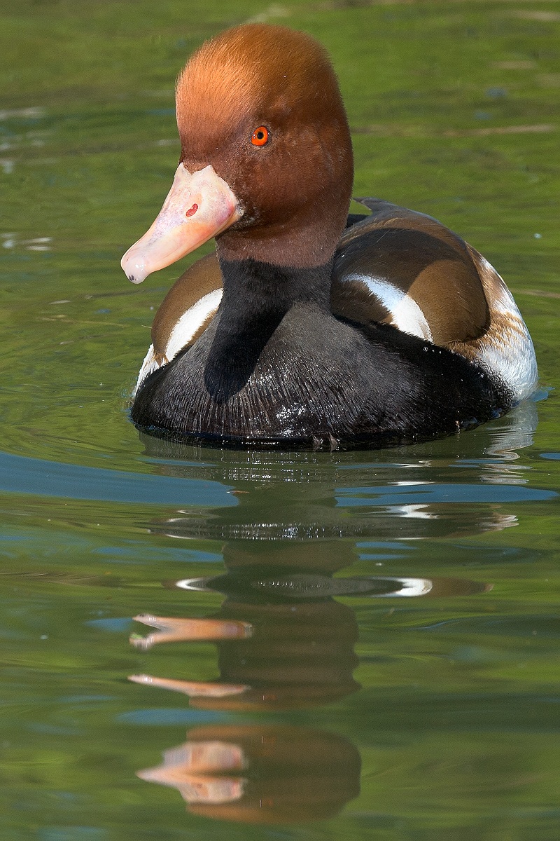 Fistone Turco maschio