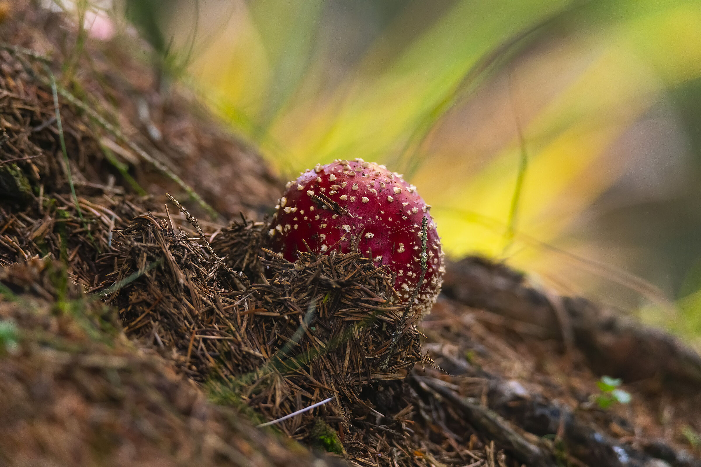 Amanita.. I'm being born