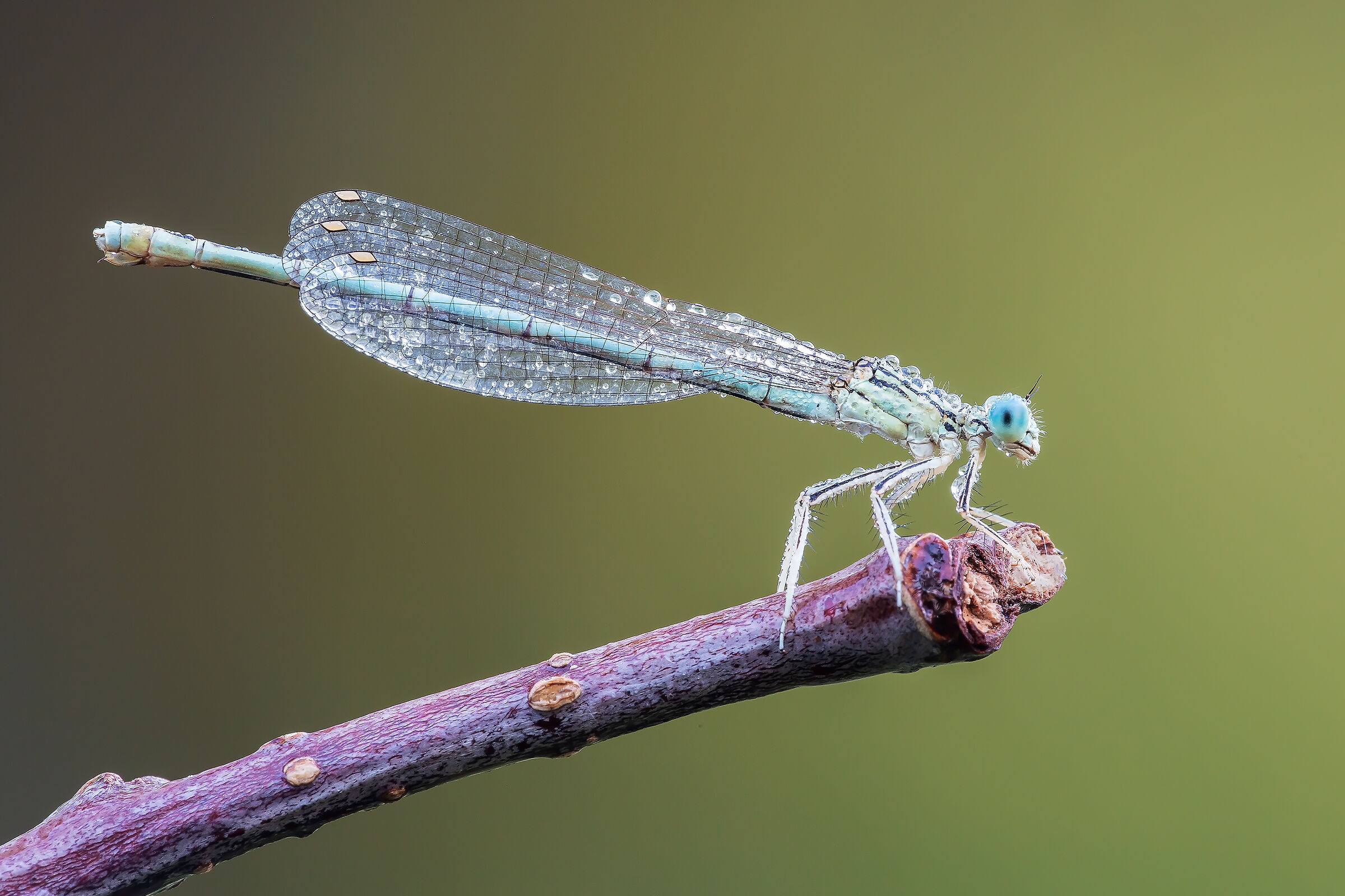 Una fragile damigella
