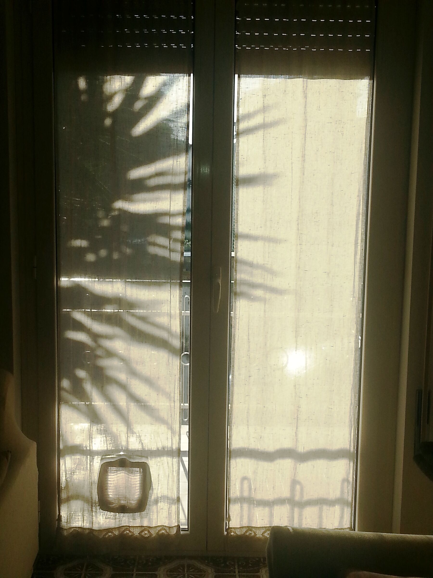 Chinese shadows with feline presence