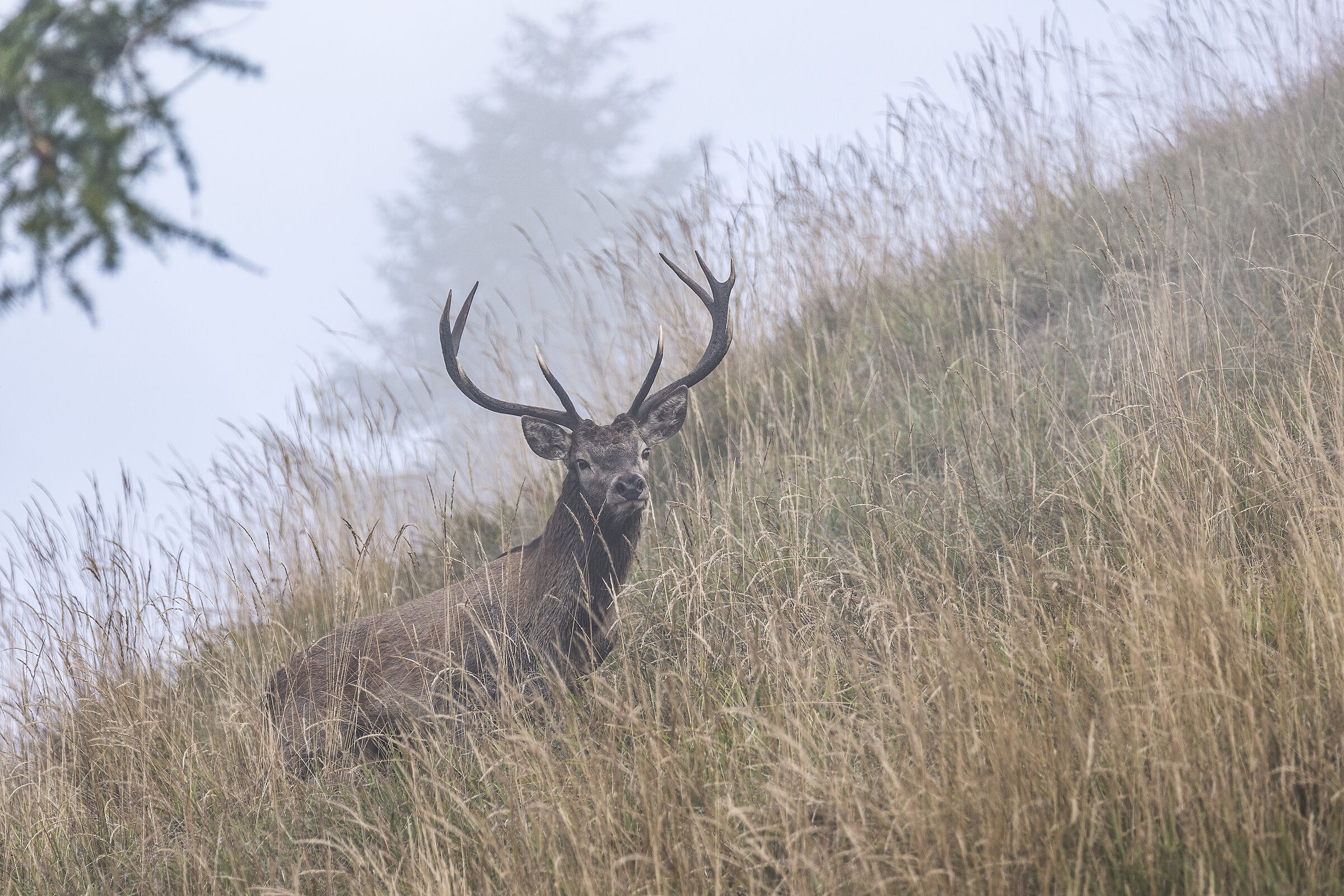 Deer in the Mist