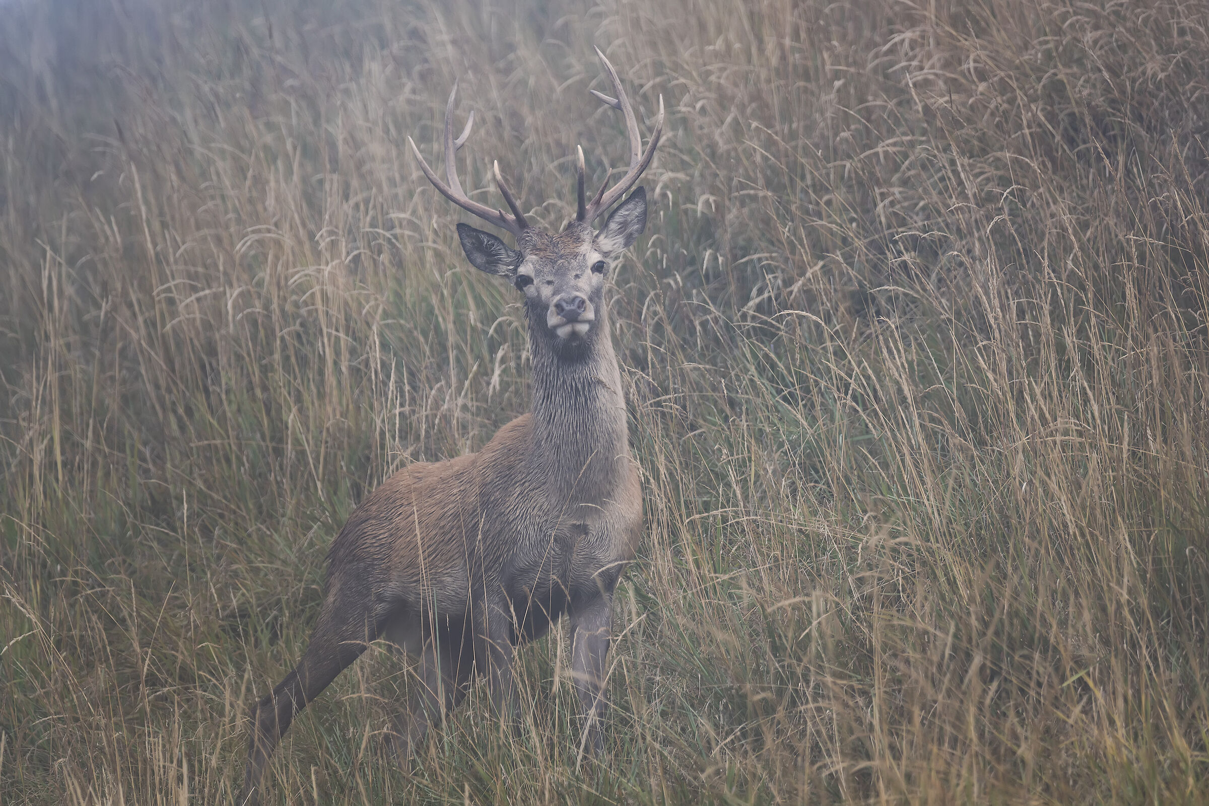 Deer in the Mist