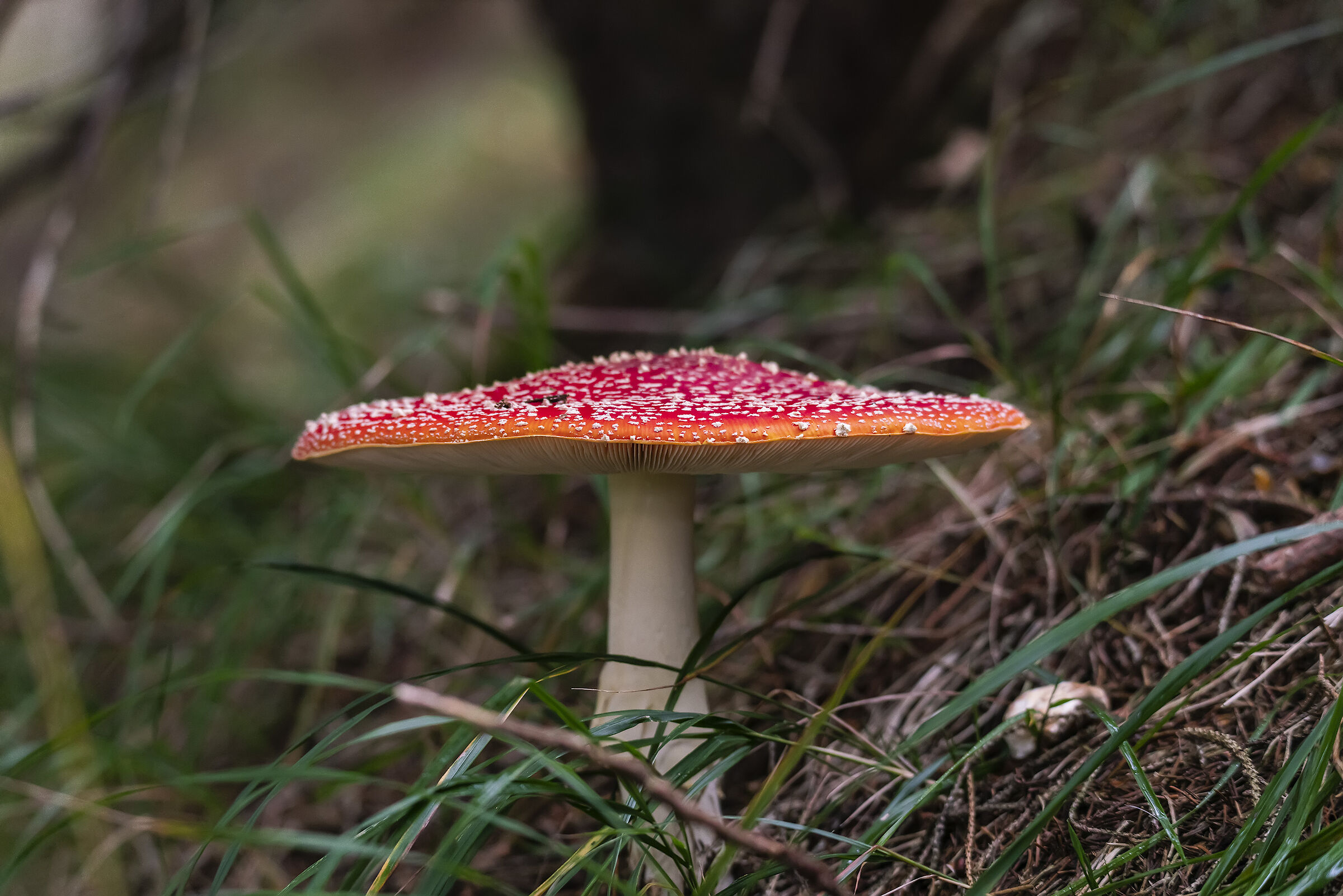 Amanita