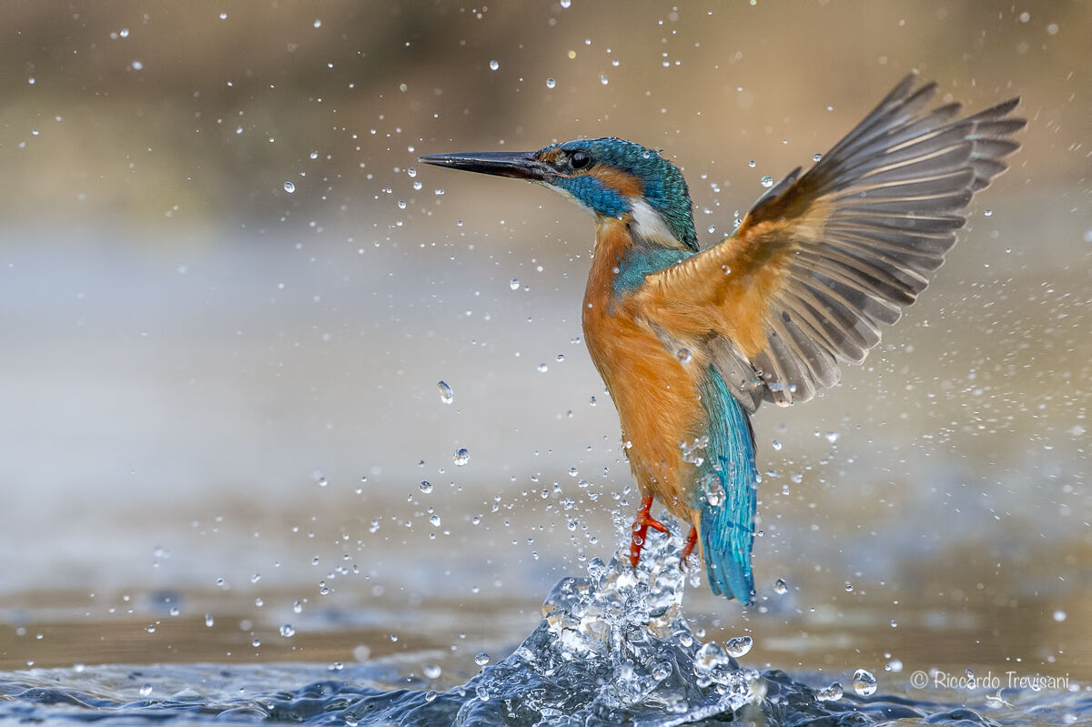 kingfisher