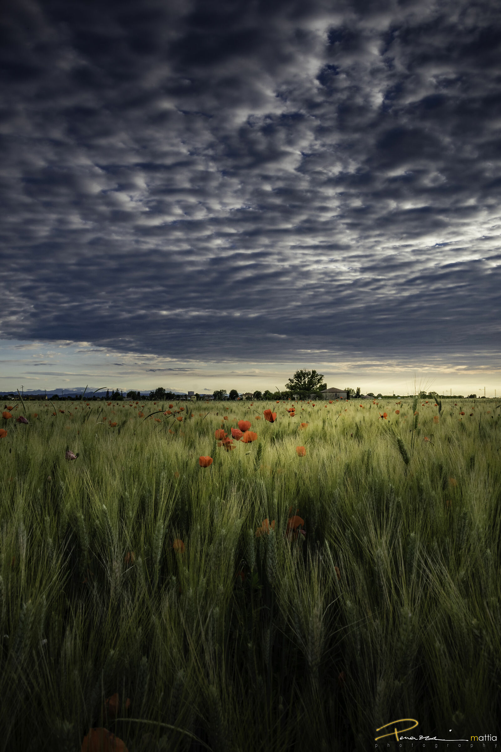Poppies and wheat