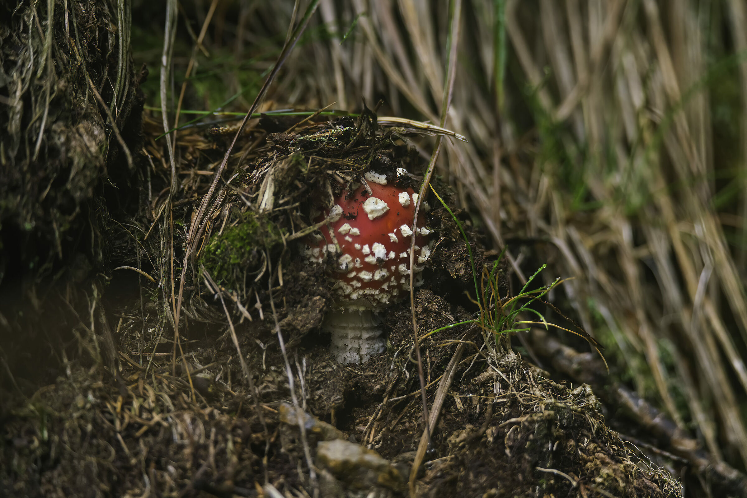 Amanita is hard to get out
