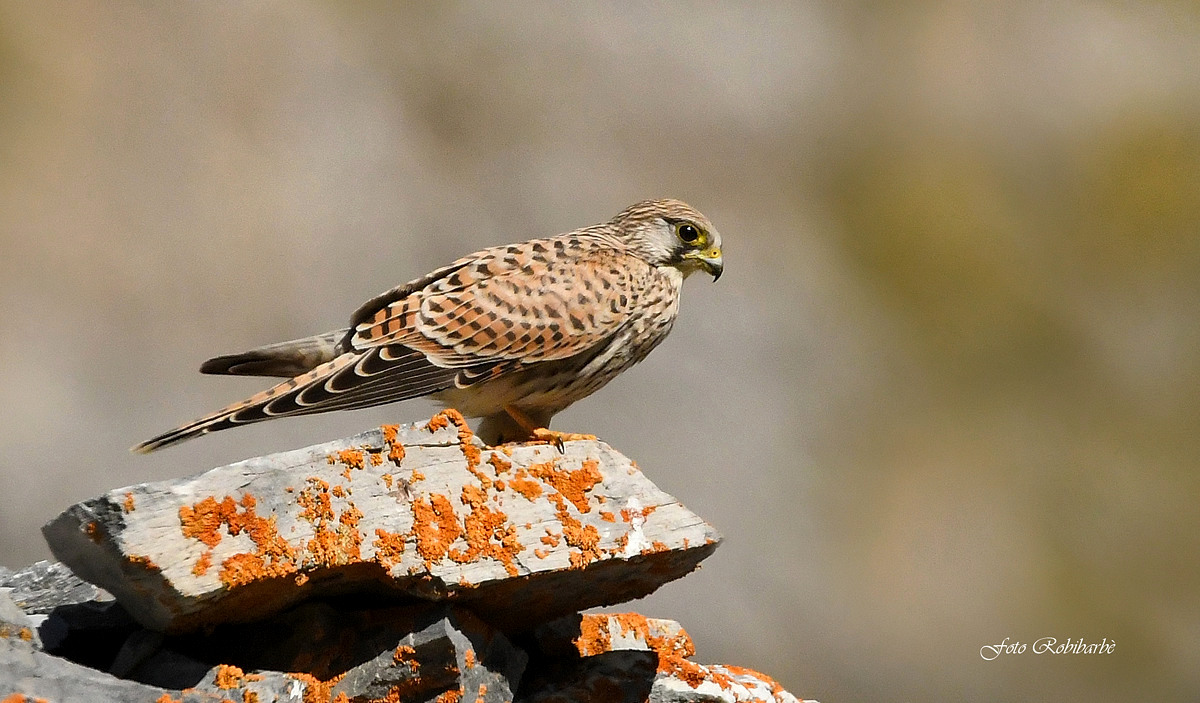 Kestrel...
