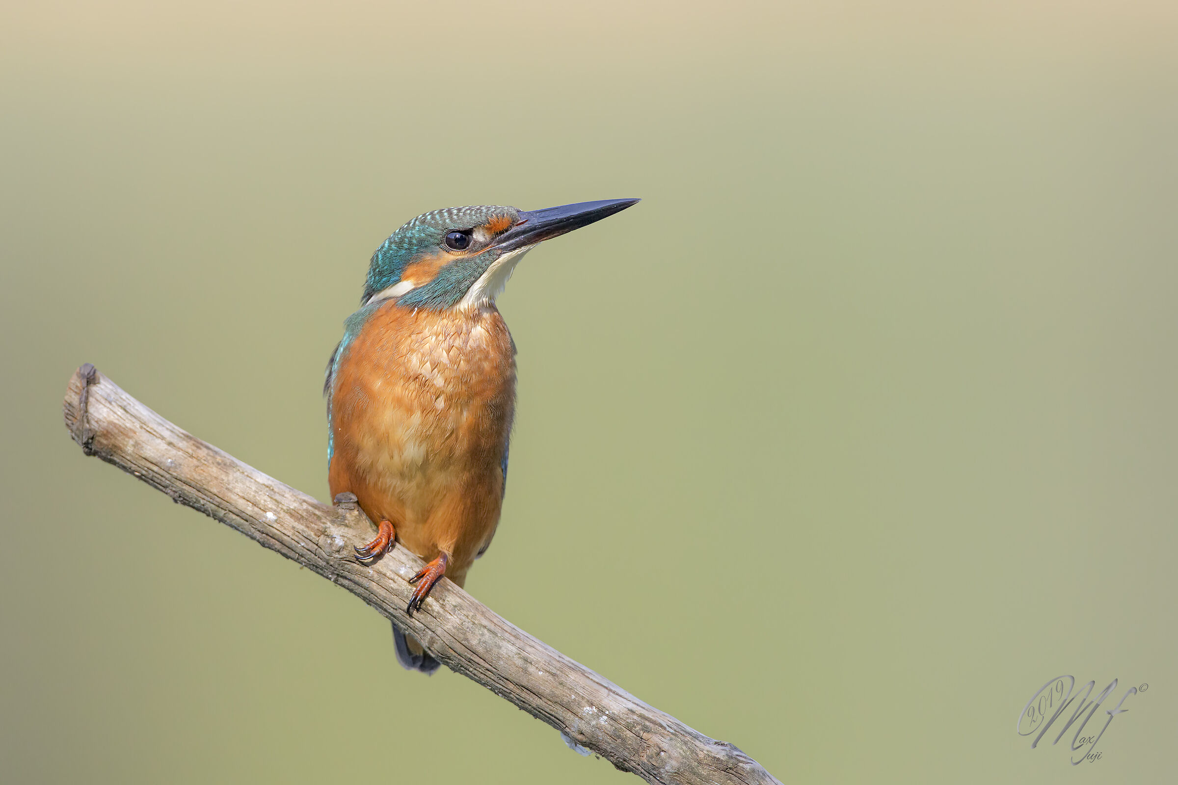 Kingfisher