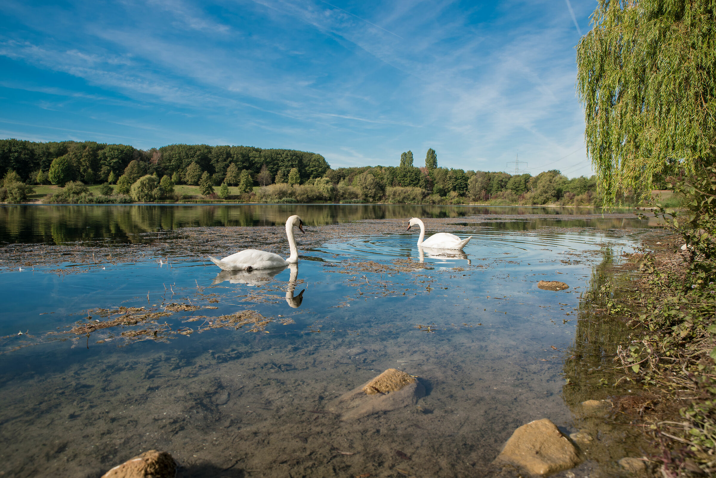 Fulinger see e i suoi cigni
