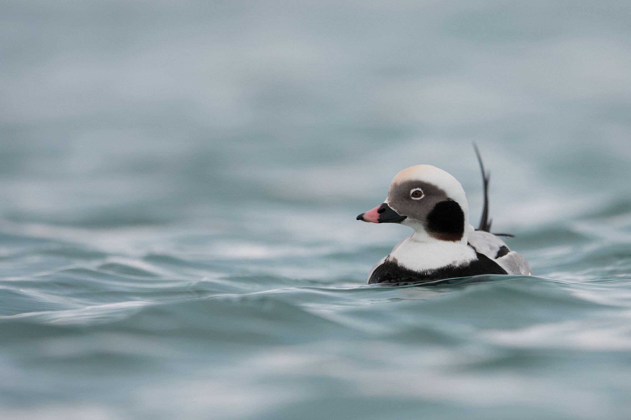 Moretta codona (male)