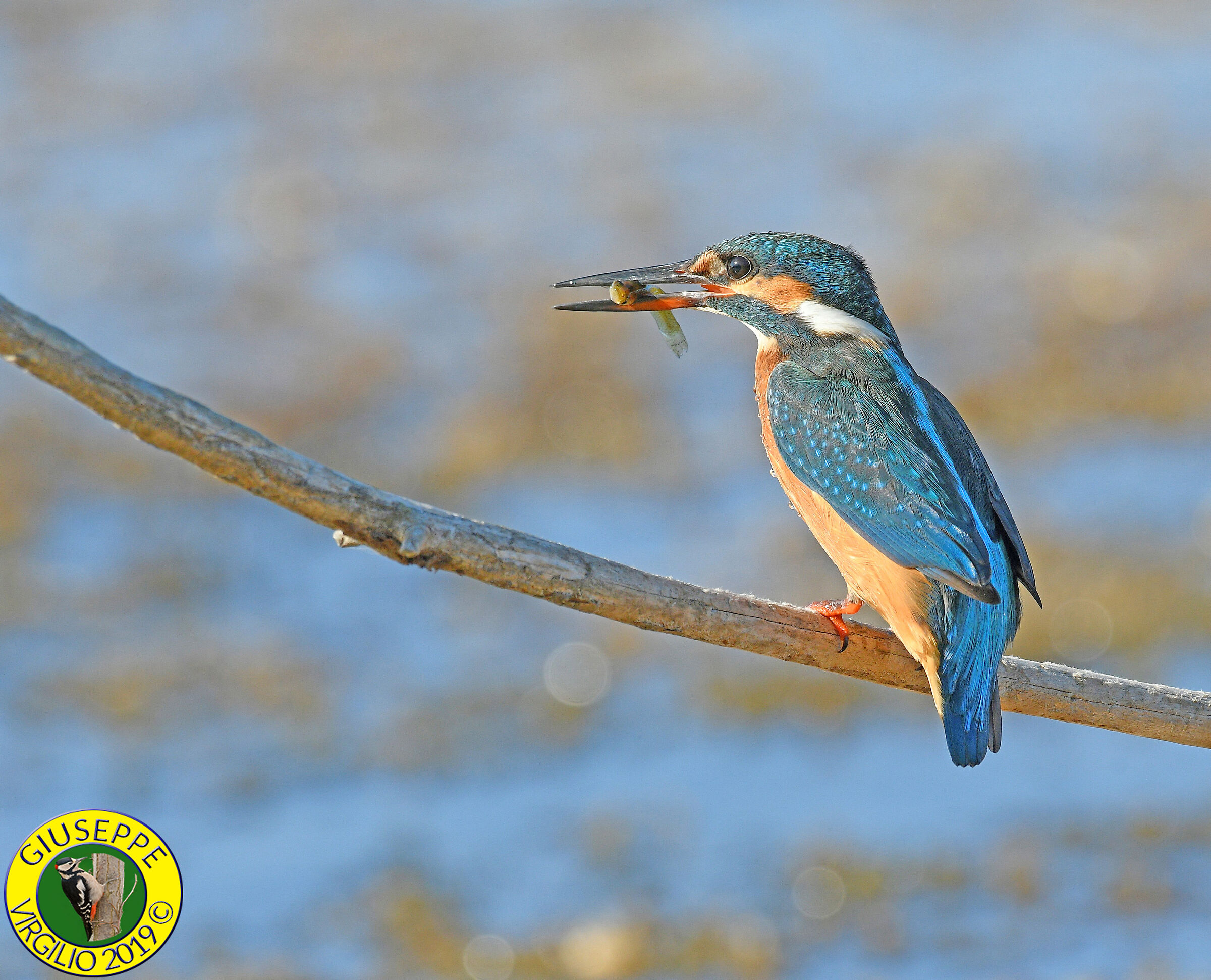 Martin Pescatore  Alcedo Atthis (Sardegna ) 2019