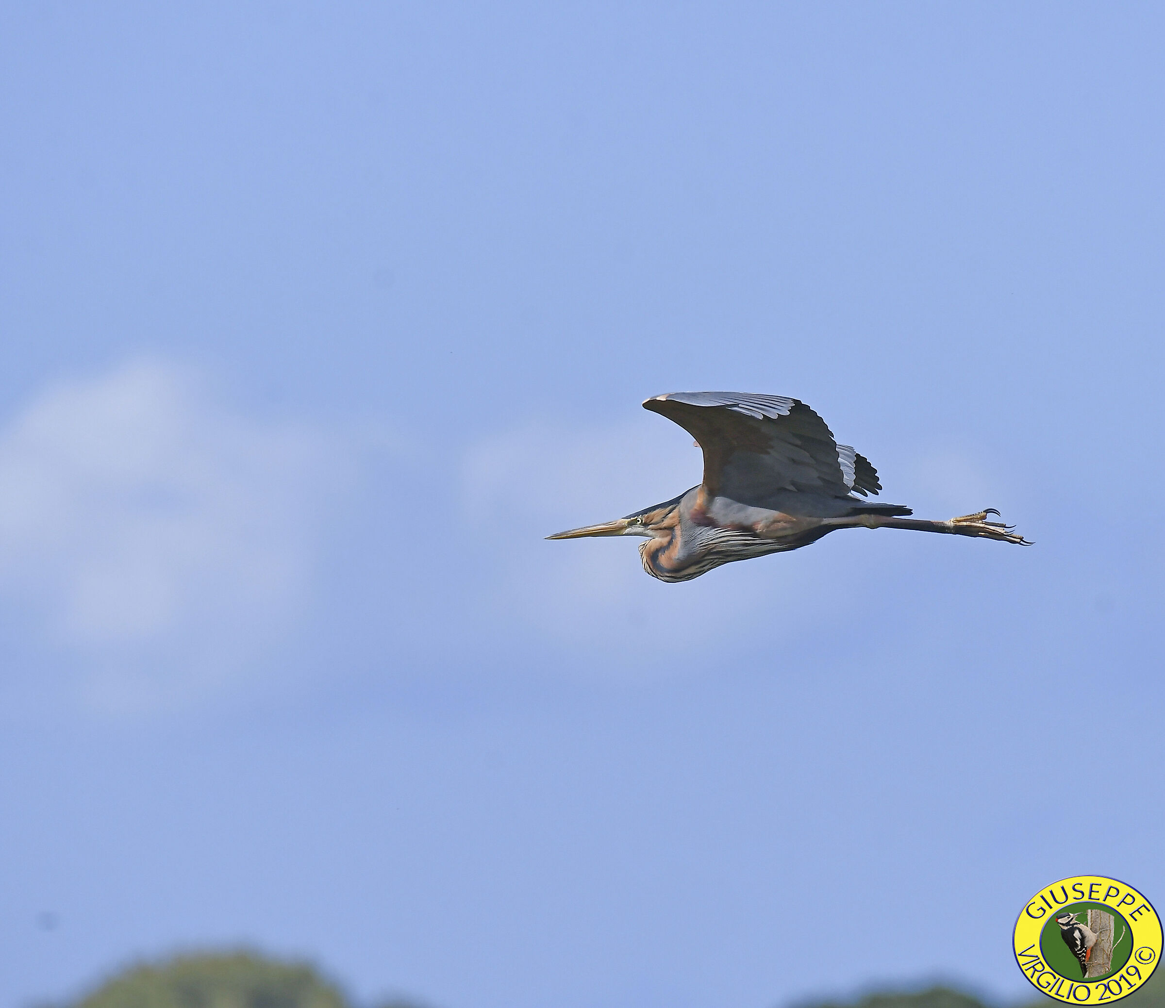 Red Airone (Sardegna) 2019