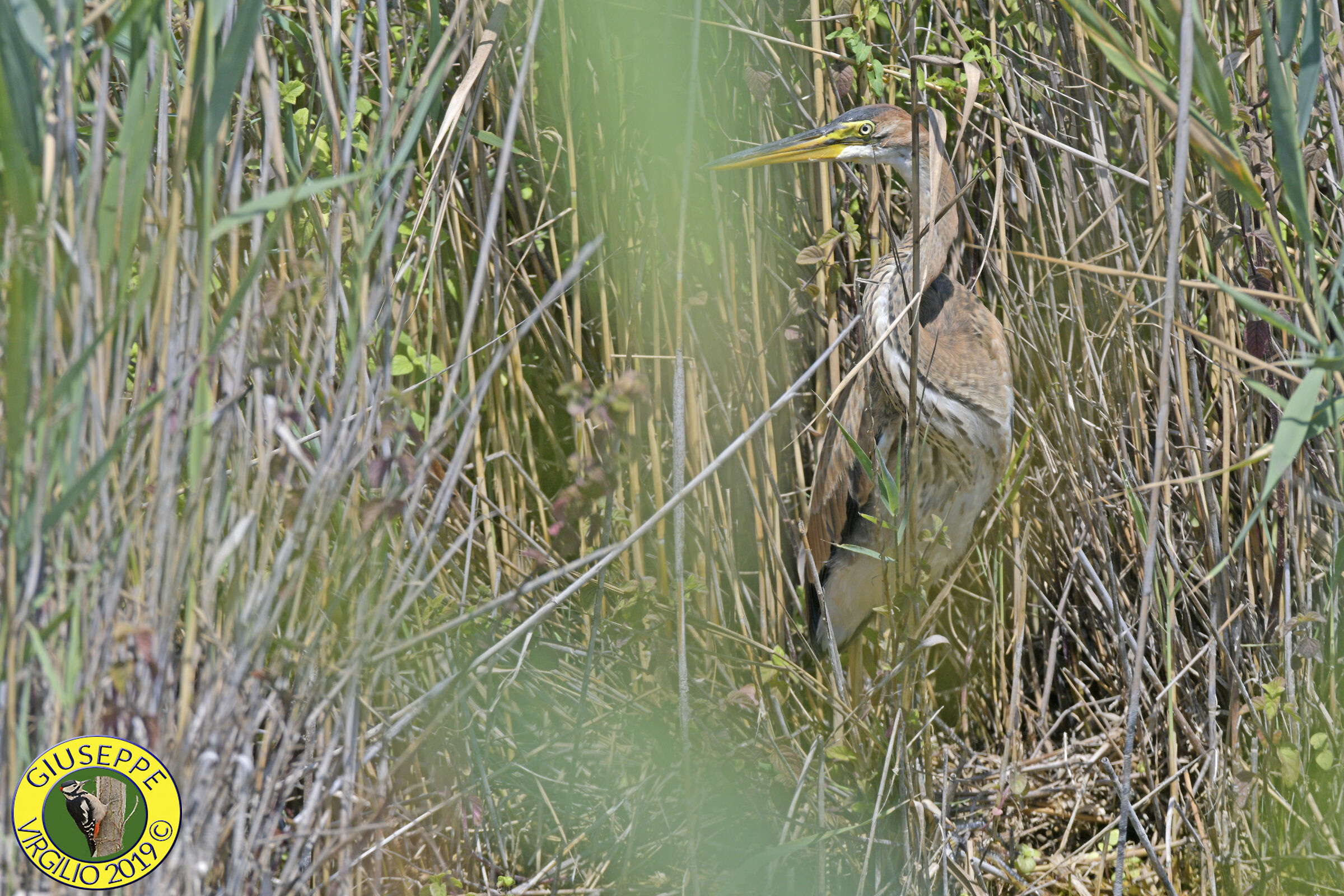 Red Airone (Sardegna) 2019