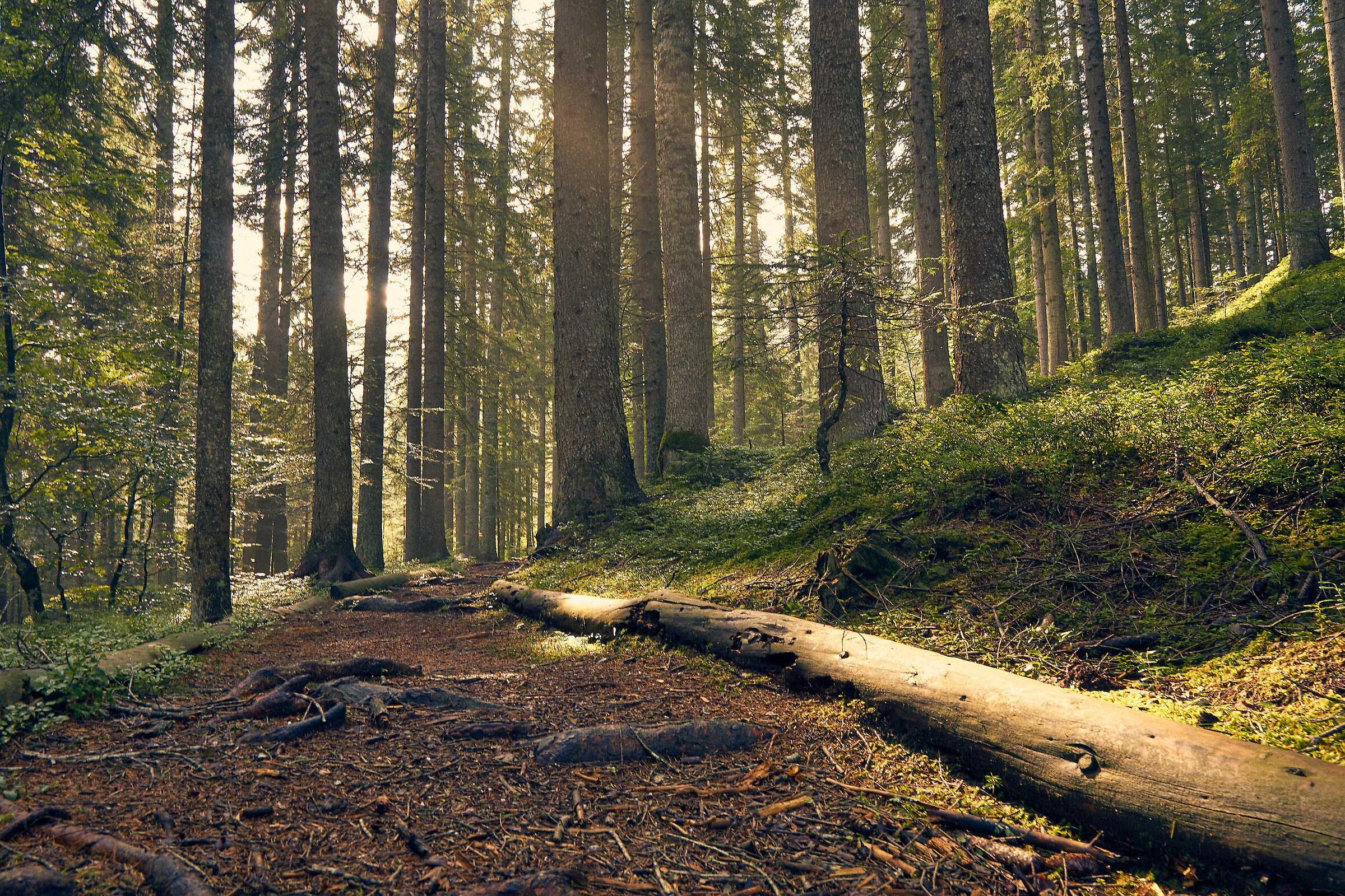 The Road to the Woods