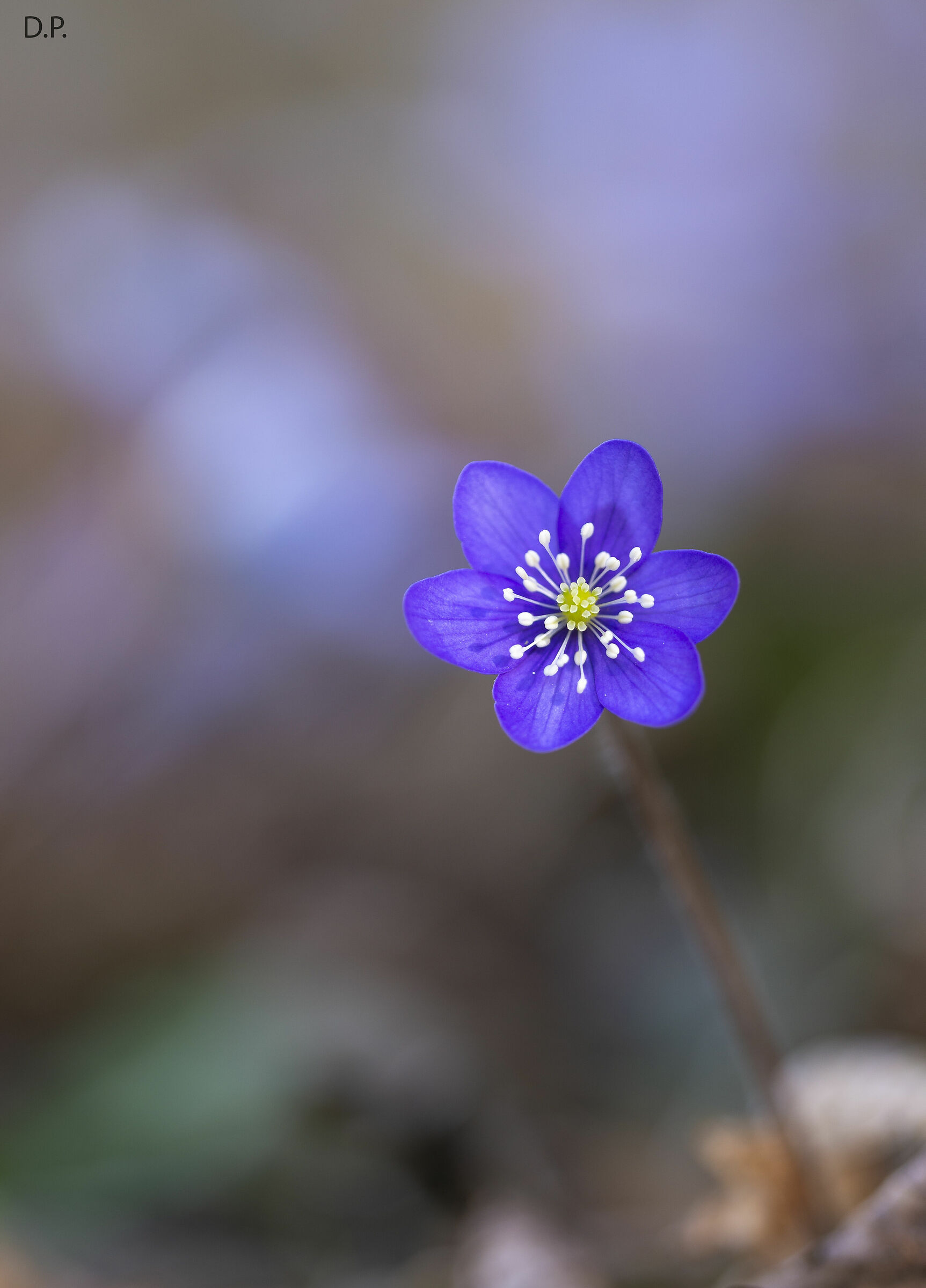 Hepatica nobilis