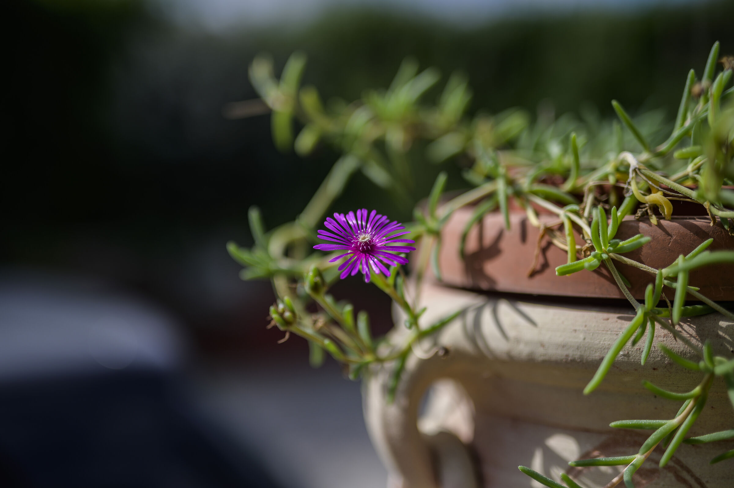 Nikon Z6 Sigma 50 art 1/6400 f1.4 iso 100
