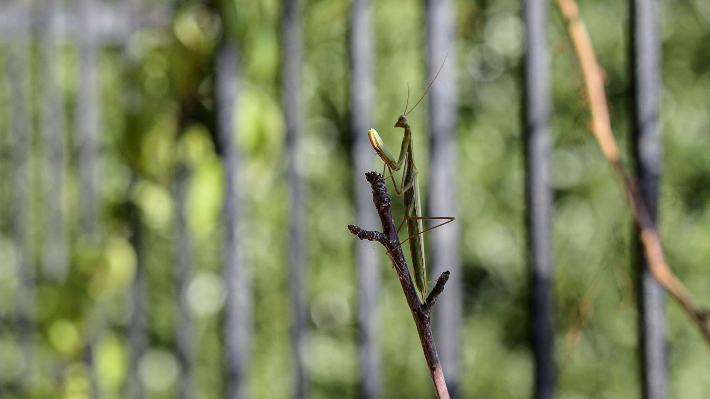 Cricket