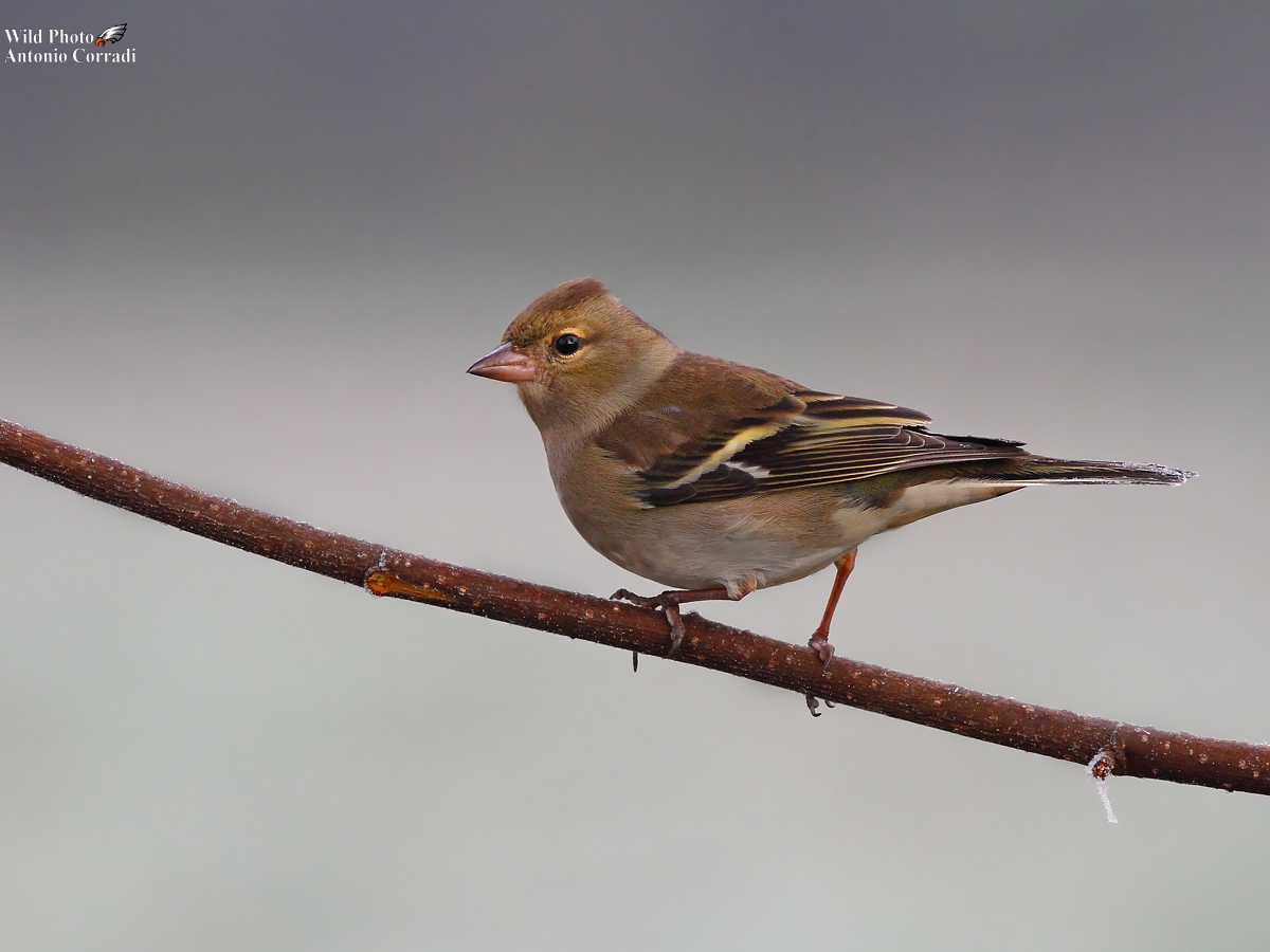 Fringuello....una mattina gelida......
