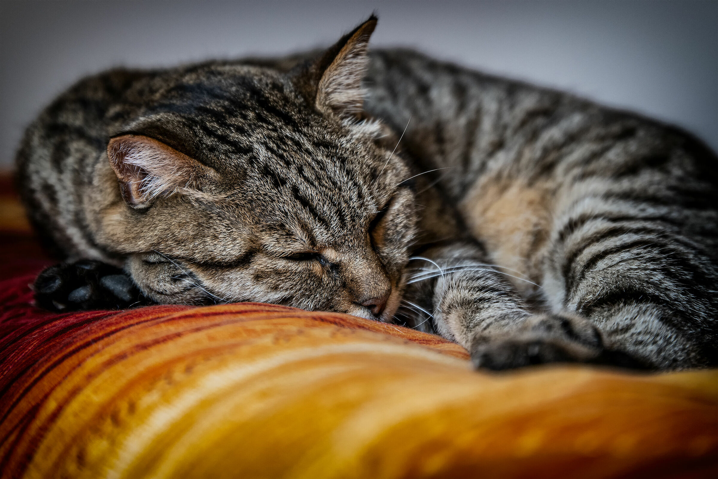 Il mattino dopo il saturday night cat fever