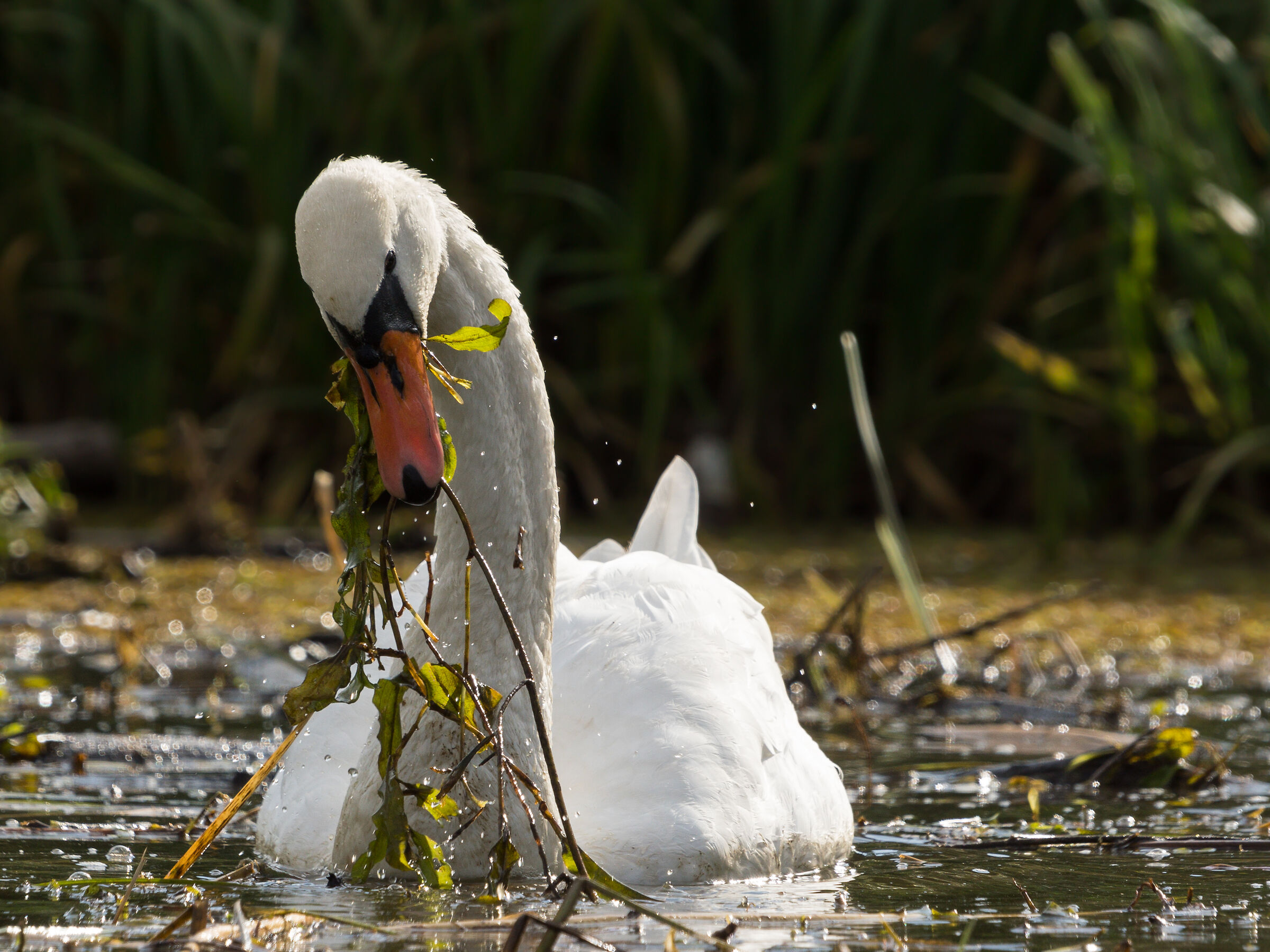 Cigno muto (Cygnus olor)