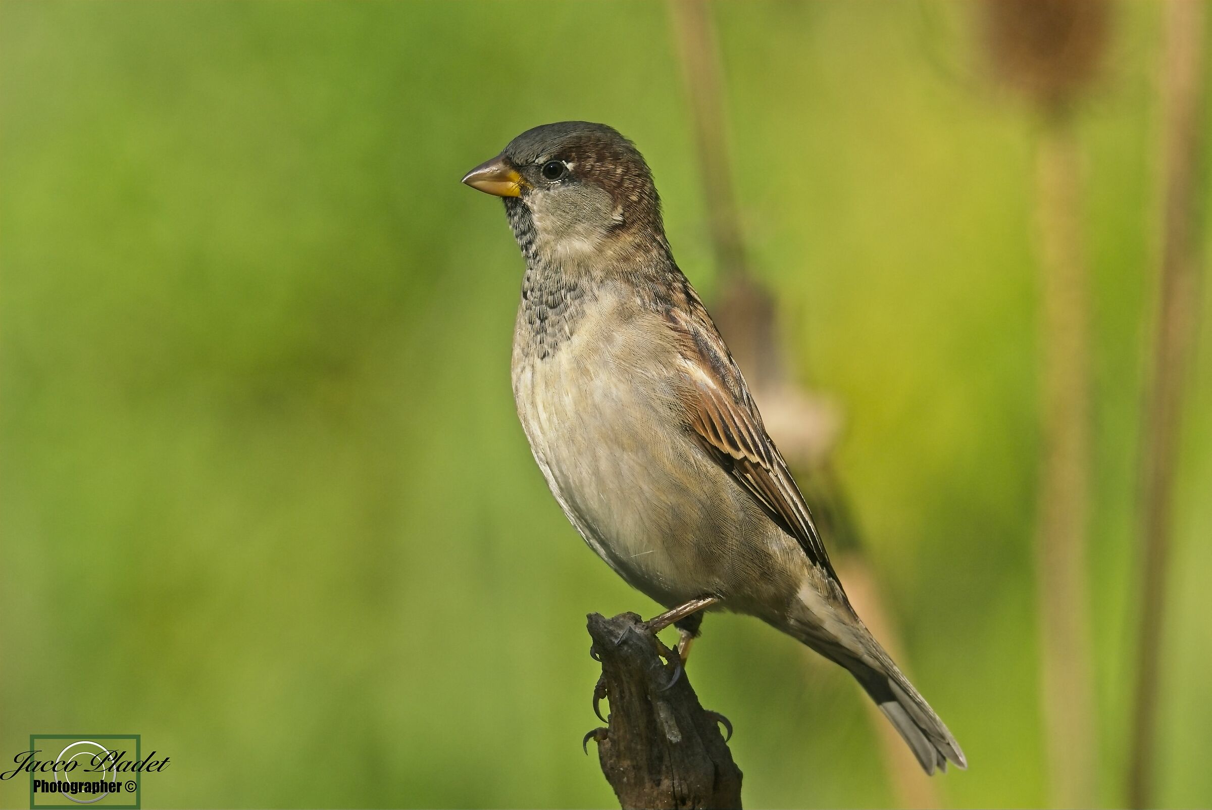house sparrow
