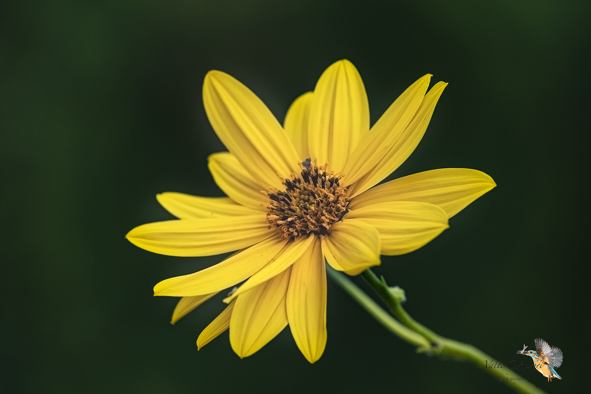 Yellow Daisy