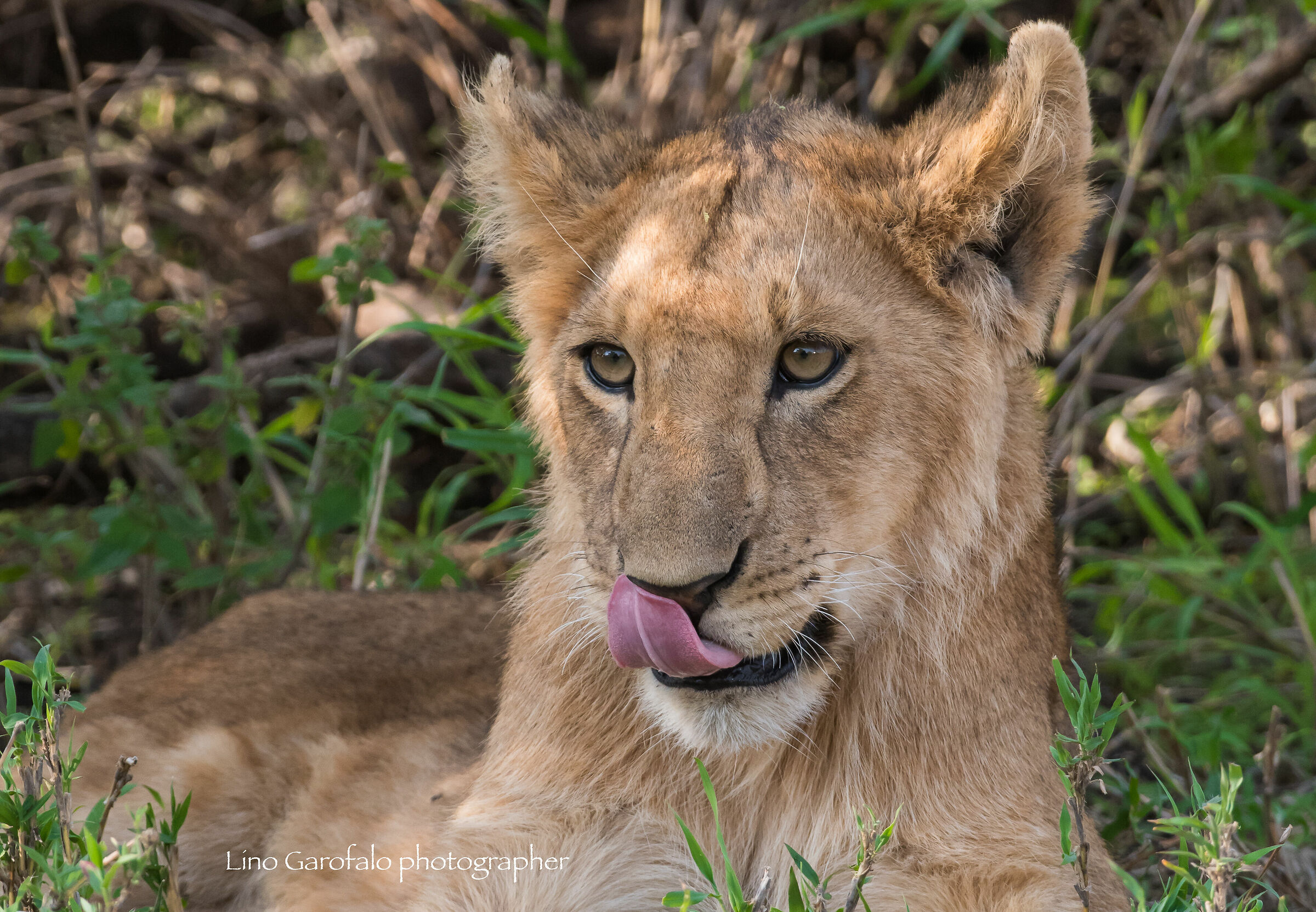 Un giorno saro' re !!!