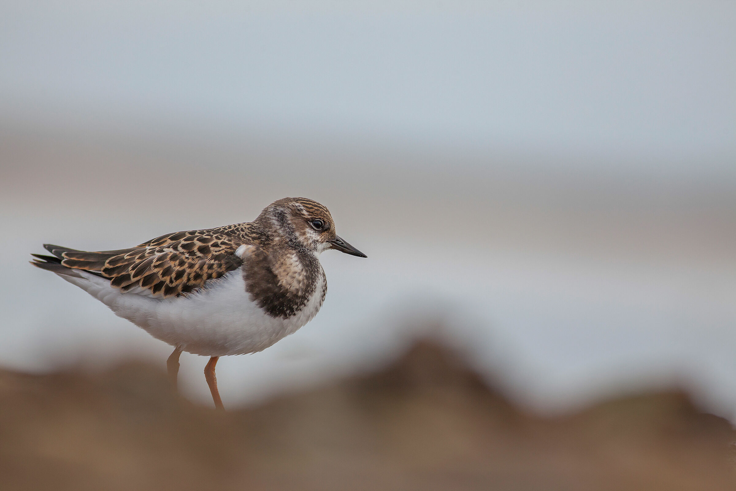 Ruddy turnstone