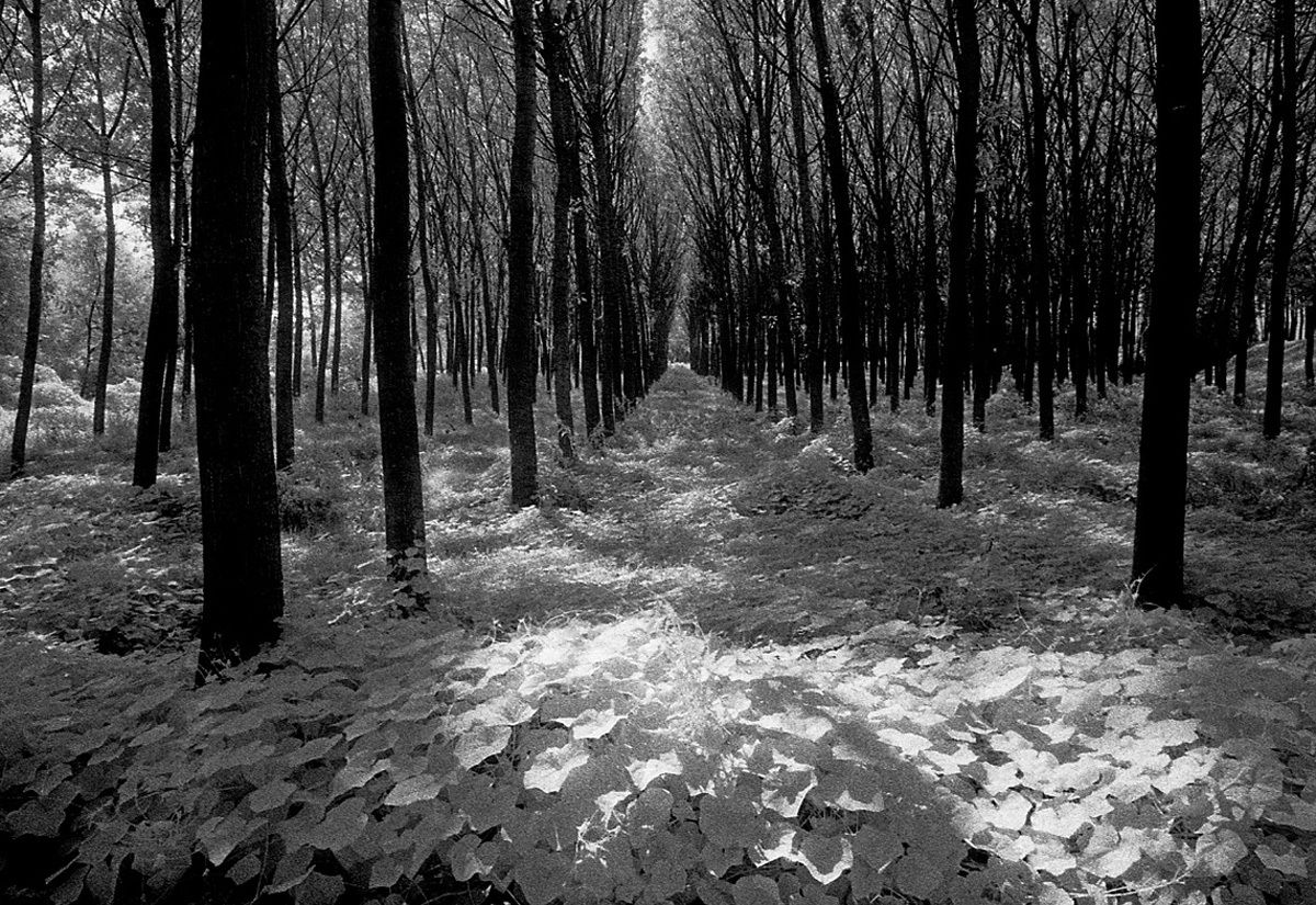 n6 Pioppeto - Kodak infrared contax rx