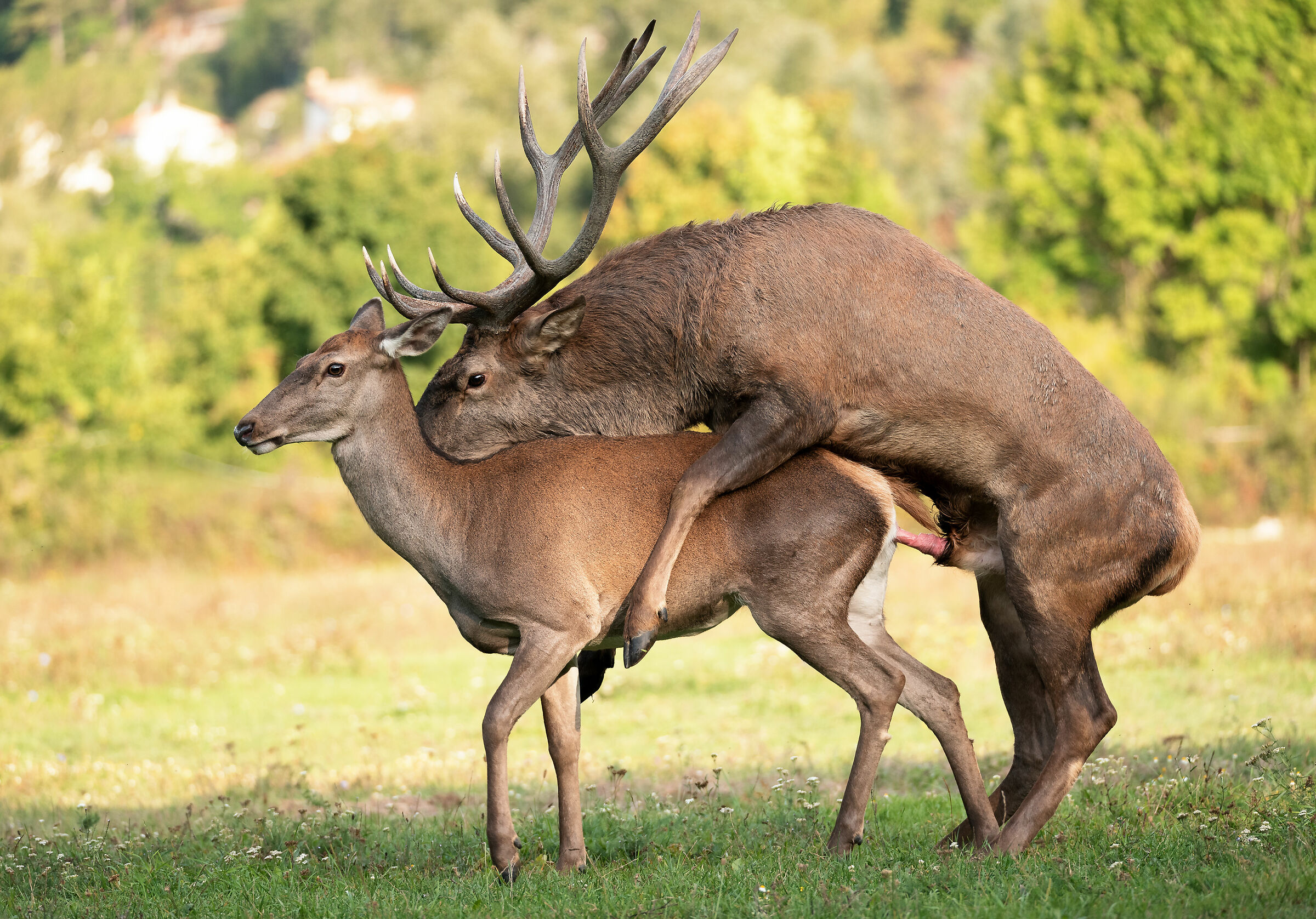 La stagione dell'amore