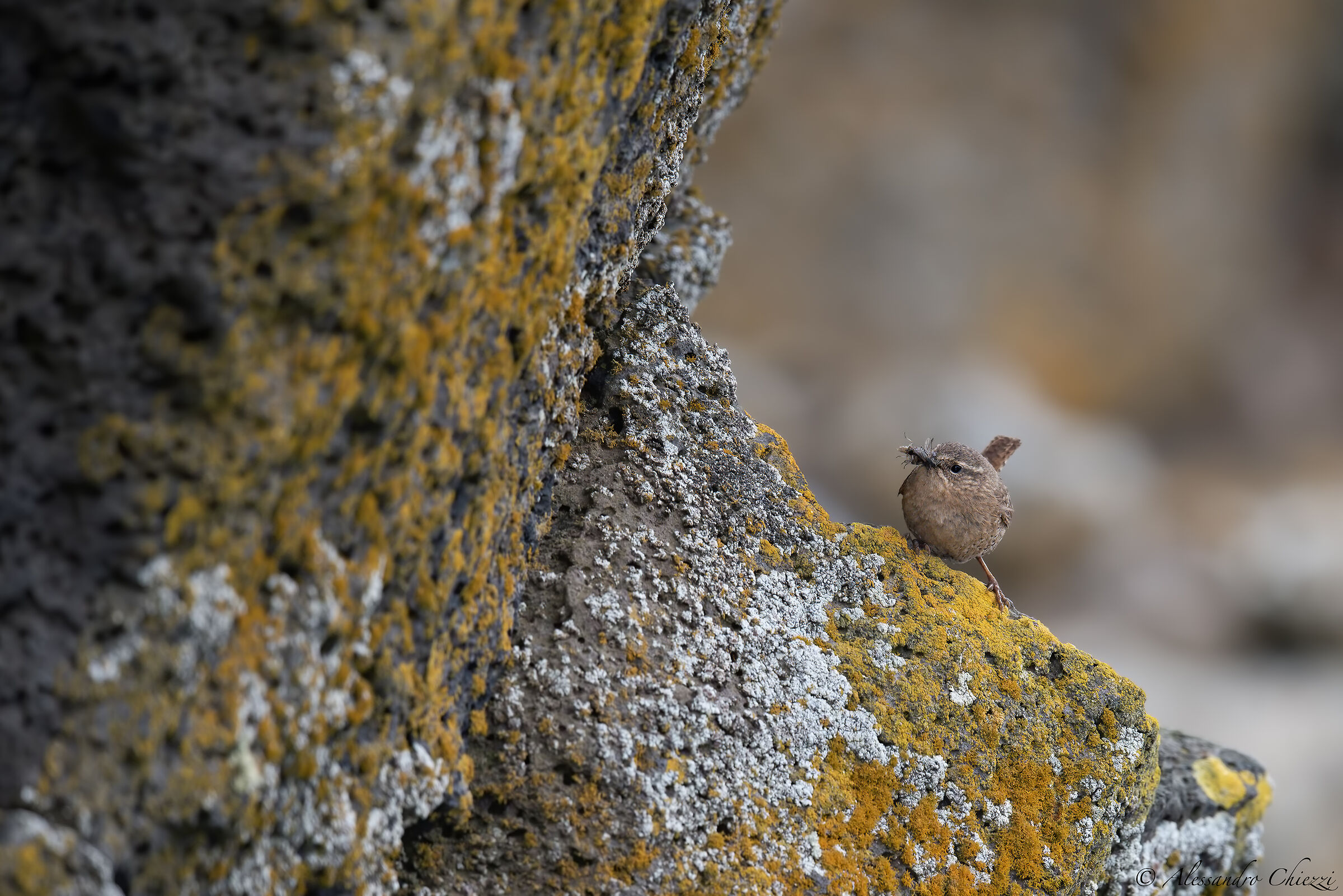 Scricciolo del pacifico