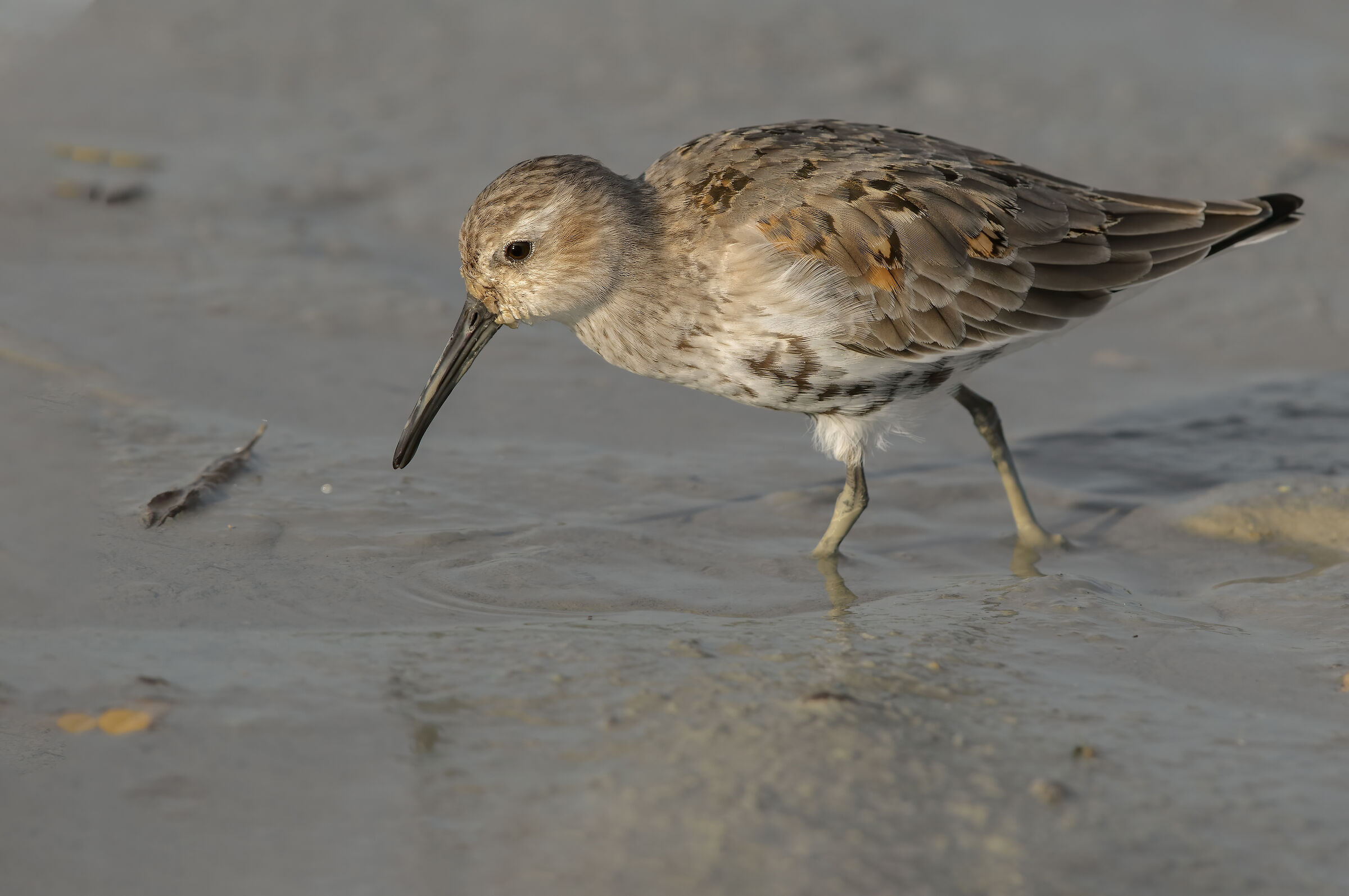 Piovanello pancianera (Calidris alpina)
