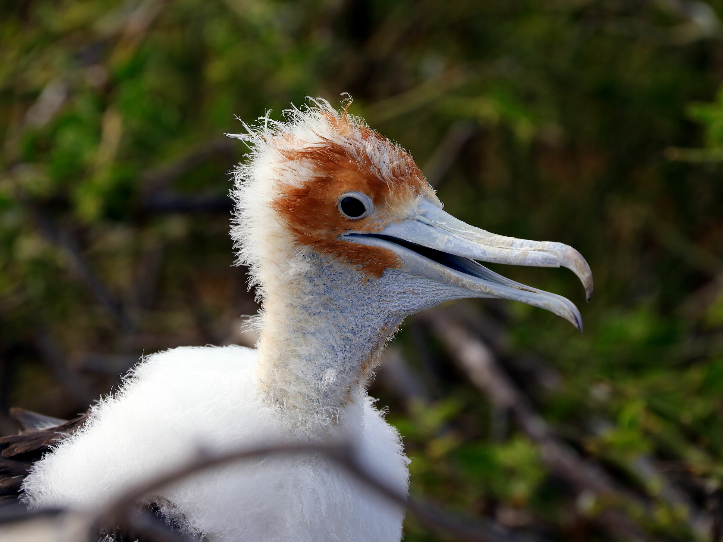 Baby Albatro