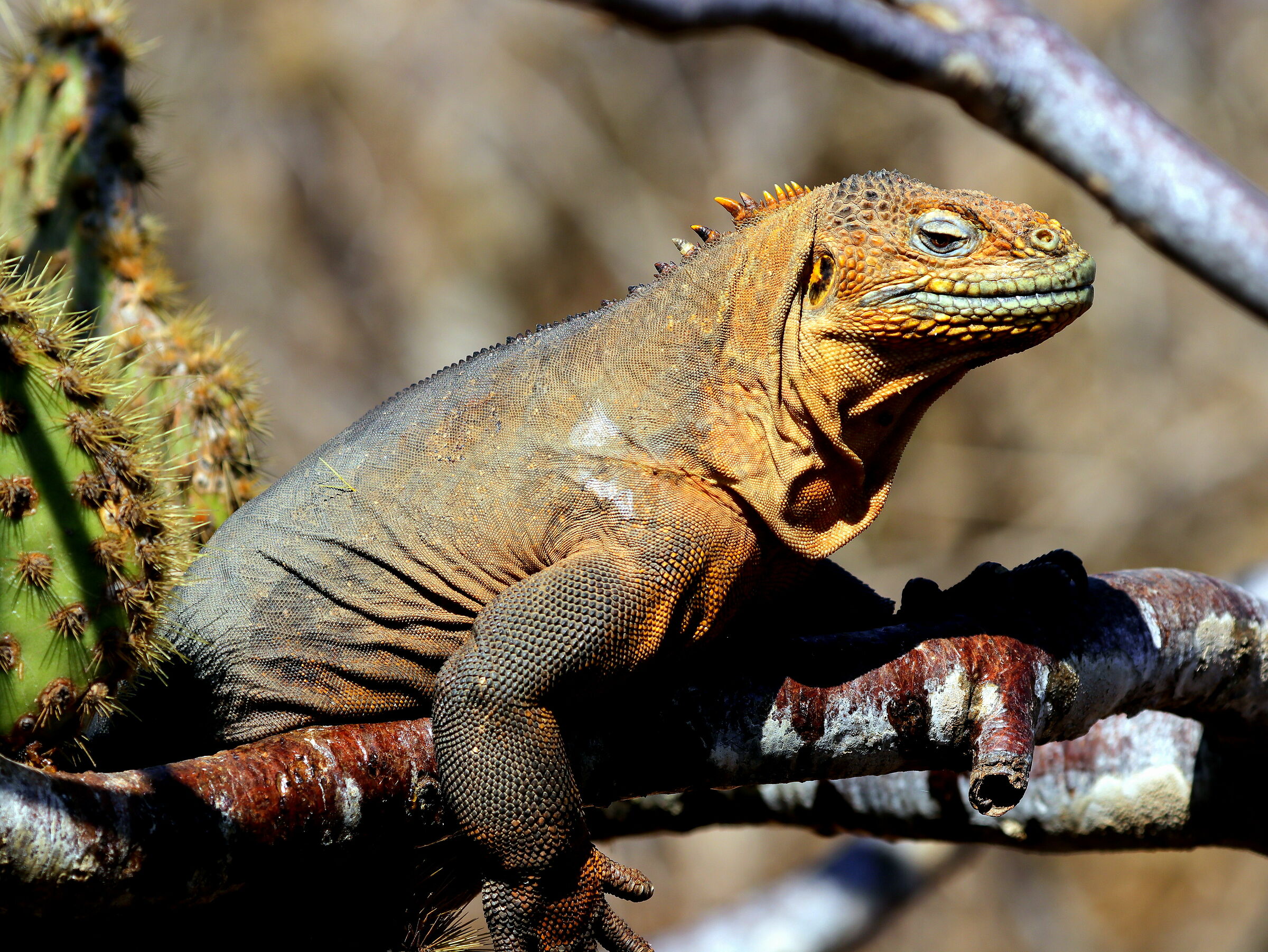 Ground Iguana