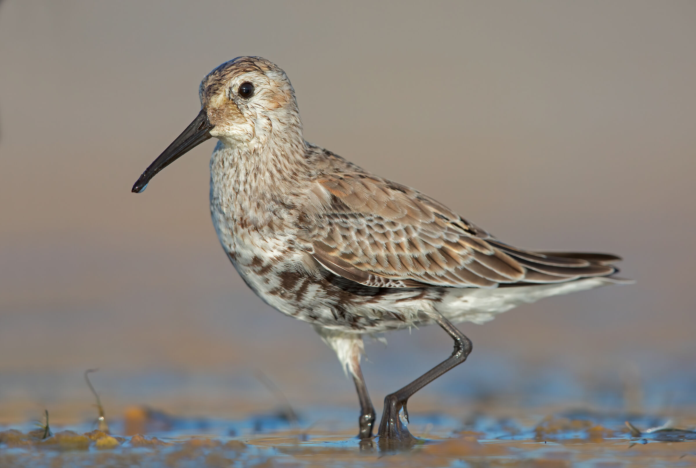 THE black-bellied raincoat