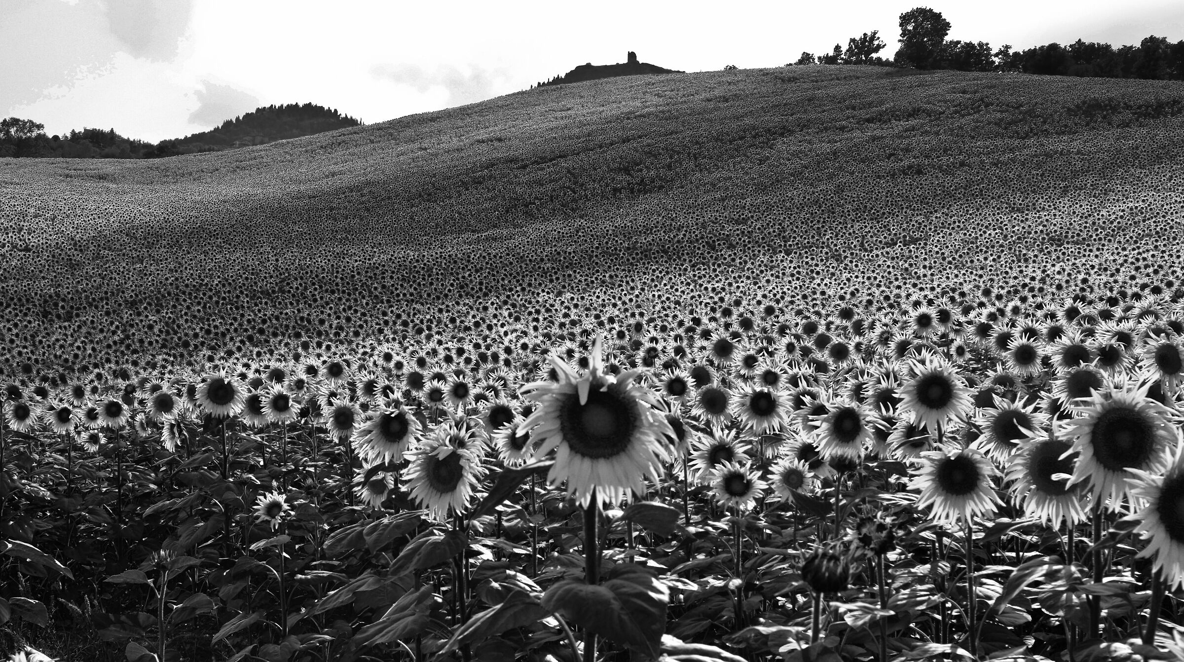 Girasoli in b/w