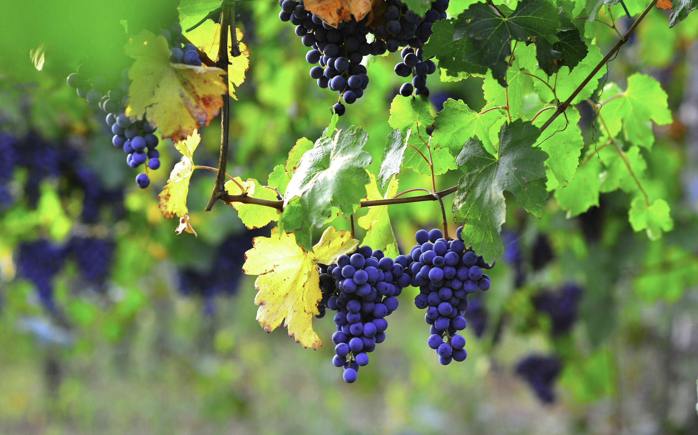 Lambrusco di Castelvetro