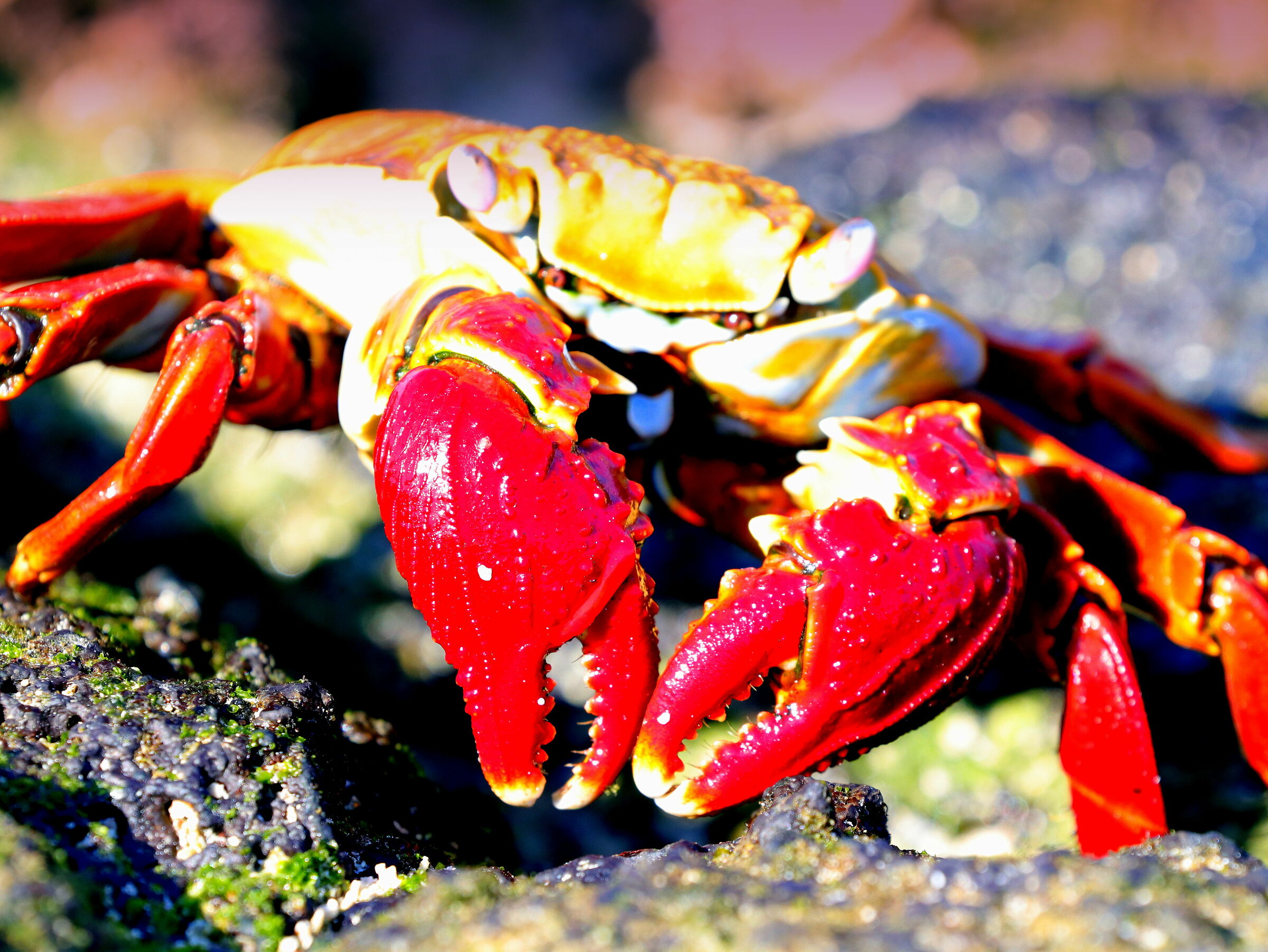 Red crab