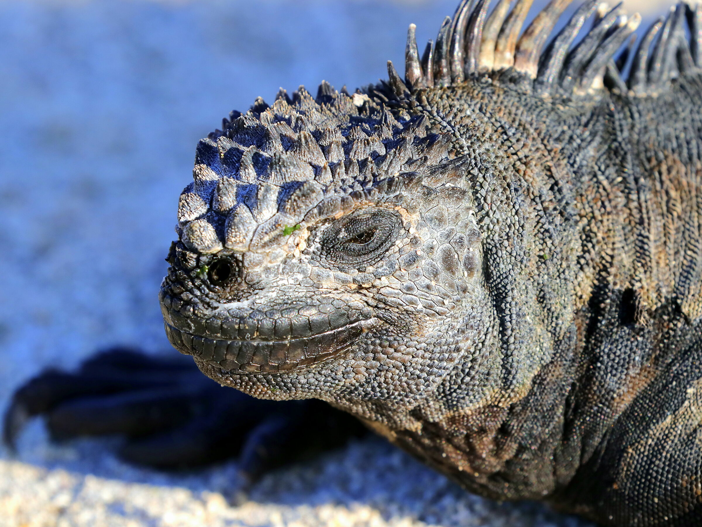 Sea Iguana