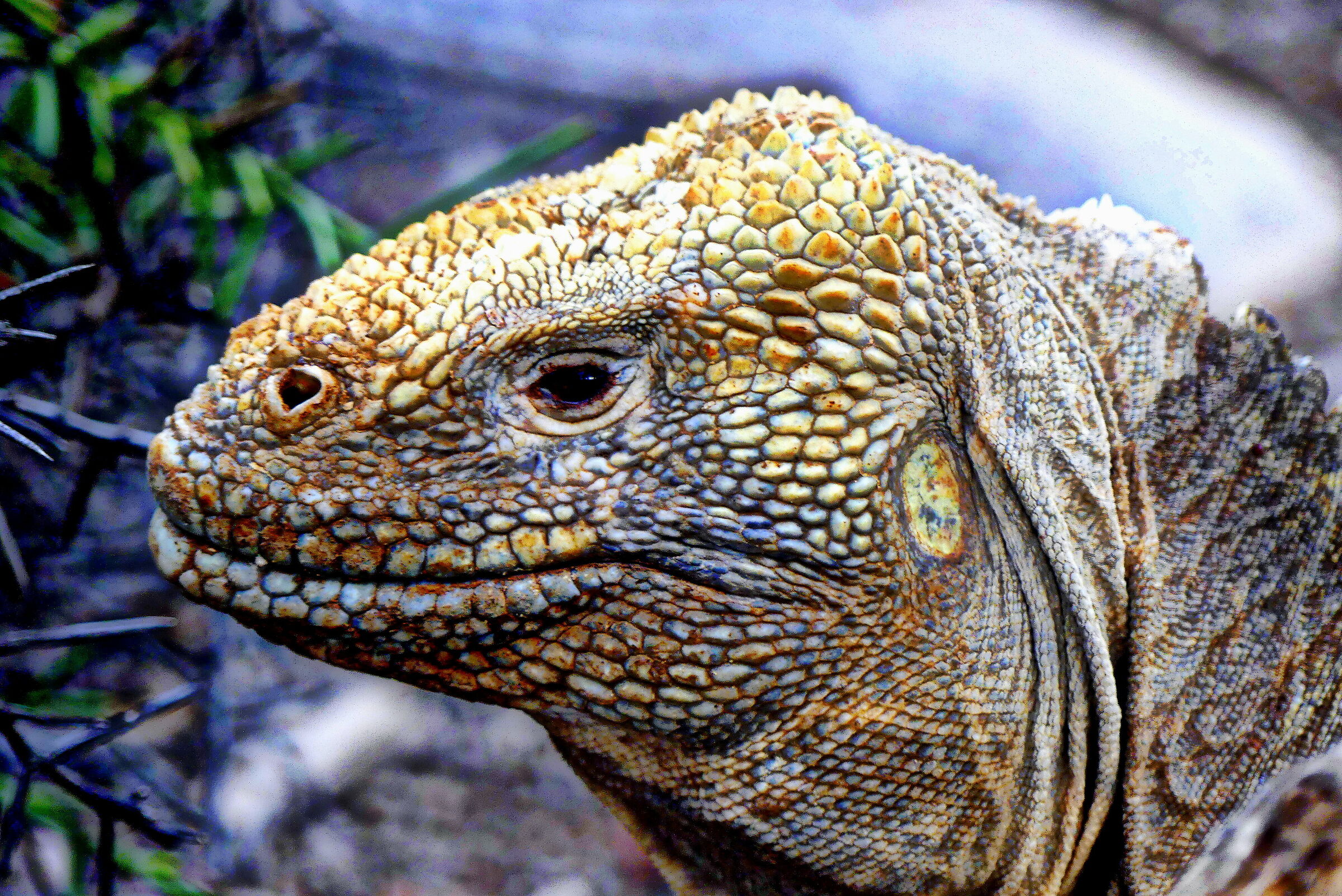 Ground Iguana 2